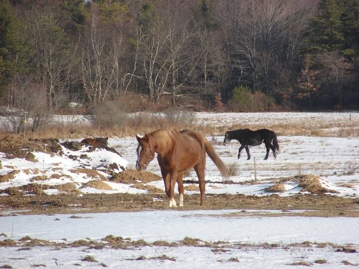Rescued Mustangs