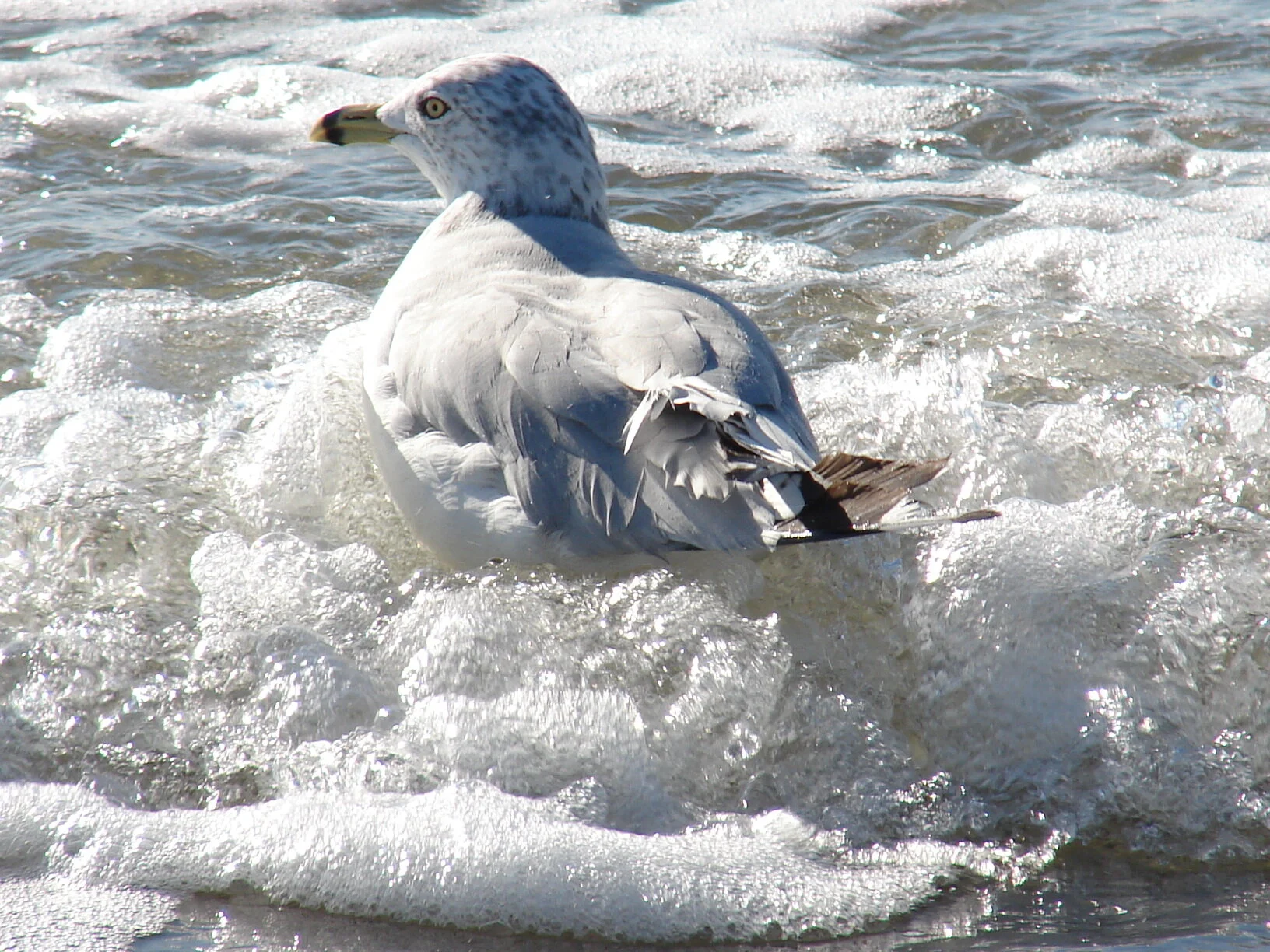  Sudsy Seagull Bath 