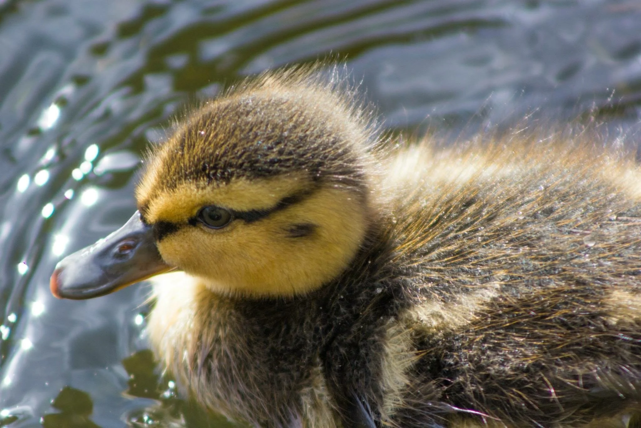 Young Duckling