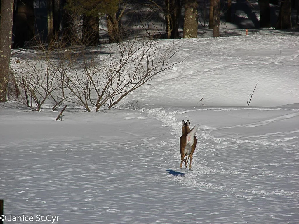 "I'm Outa Here" Deer