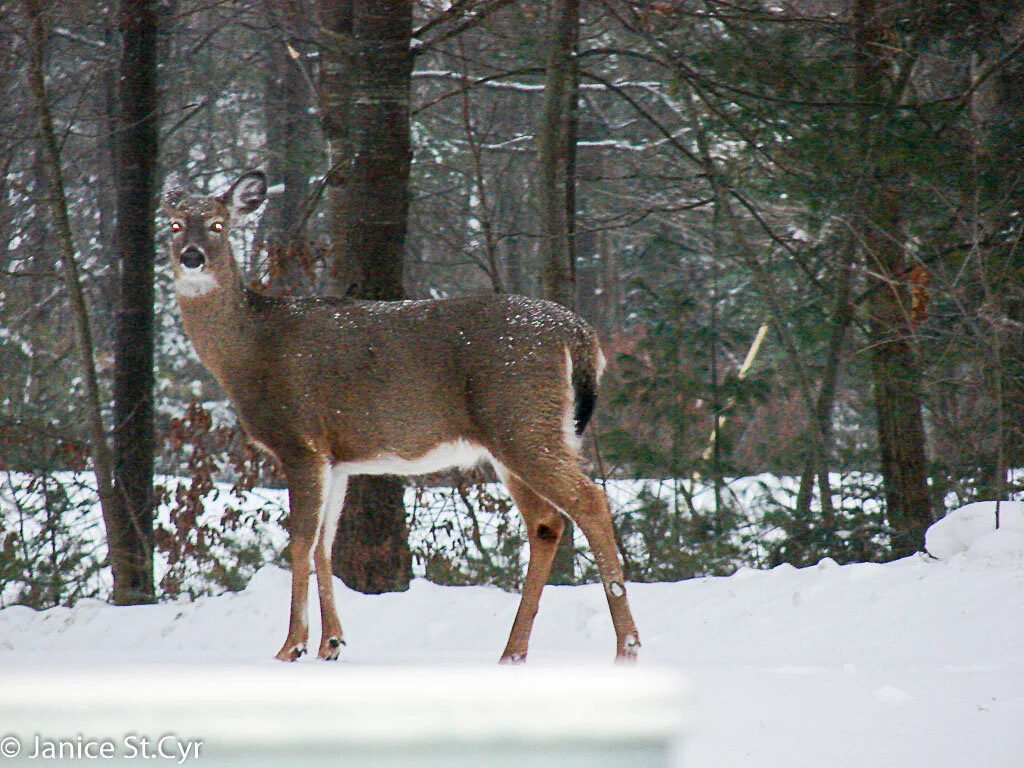 Deer Eyes