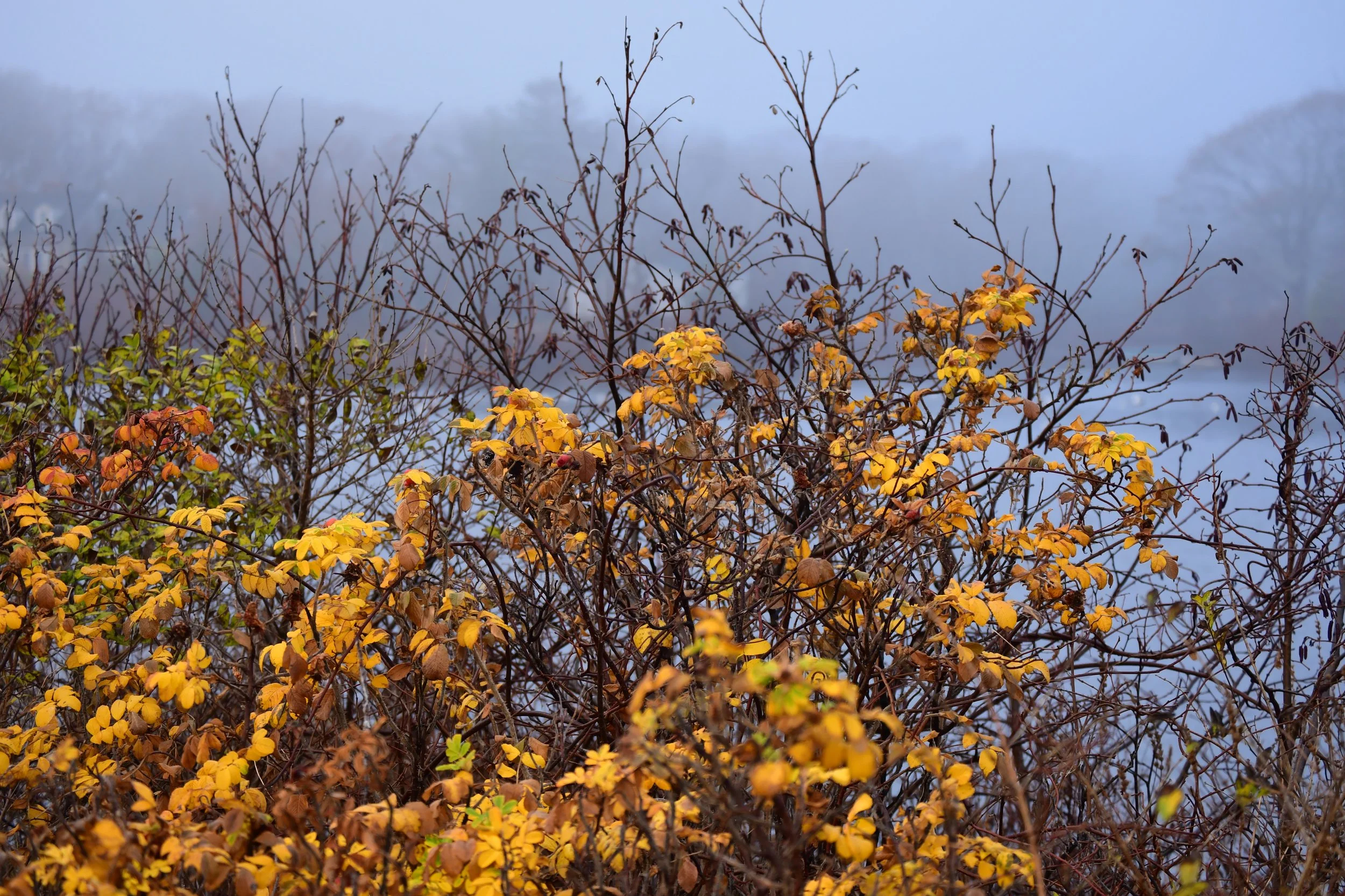 A Fall Day at Etherington Pond
