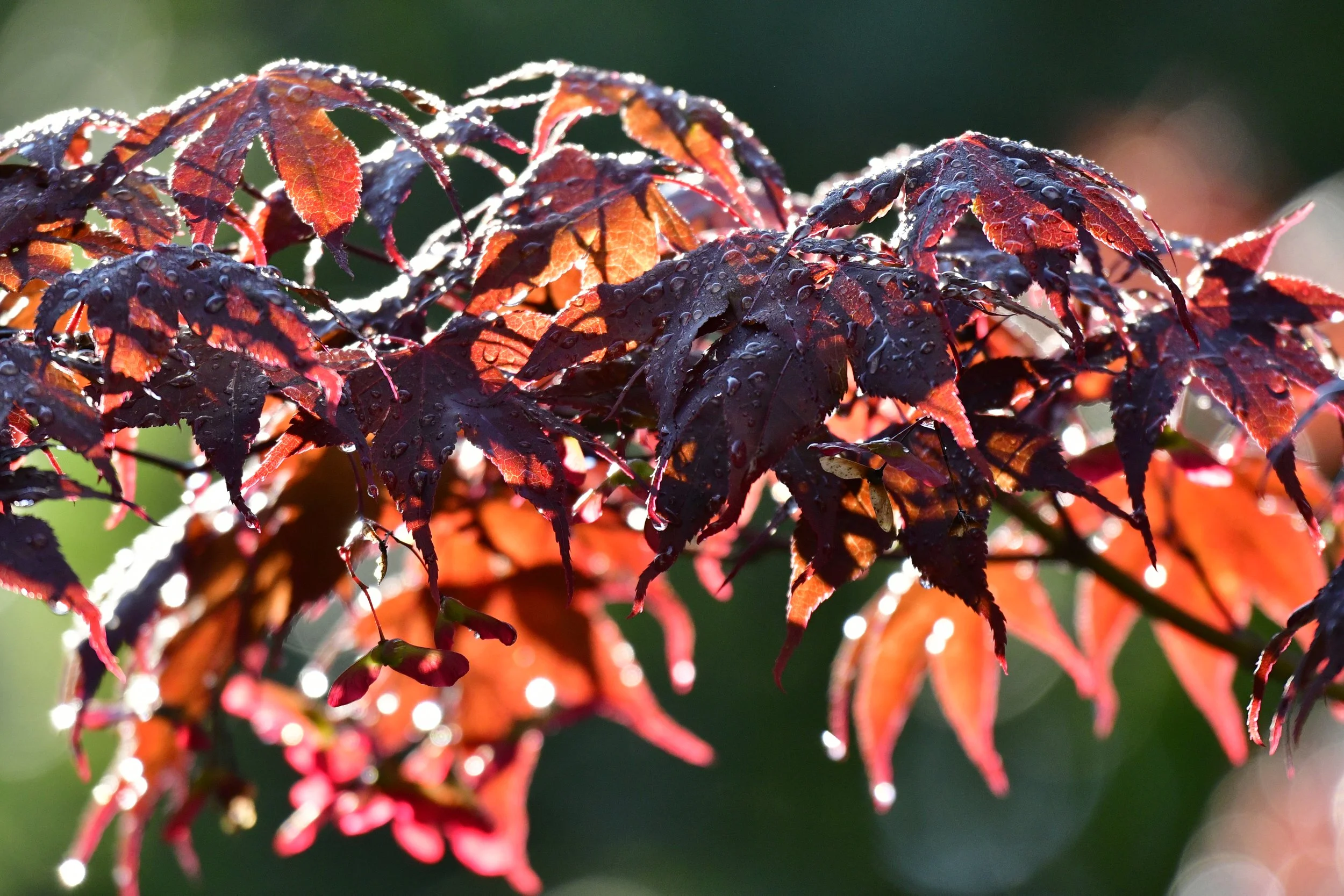 Raindrops on Japanese Maple Leaves