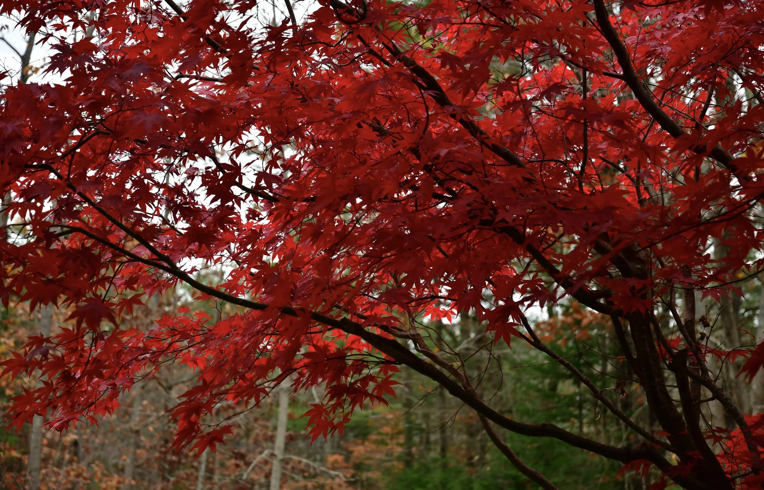 Japanese Maple in November