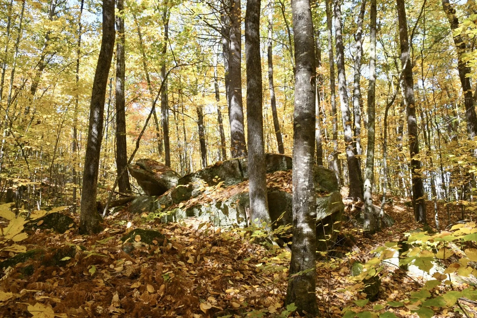 Big Turtle in October Woods