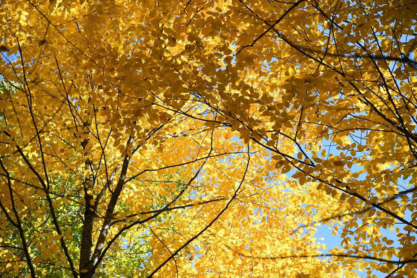October Yellow