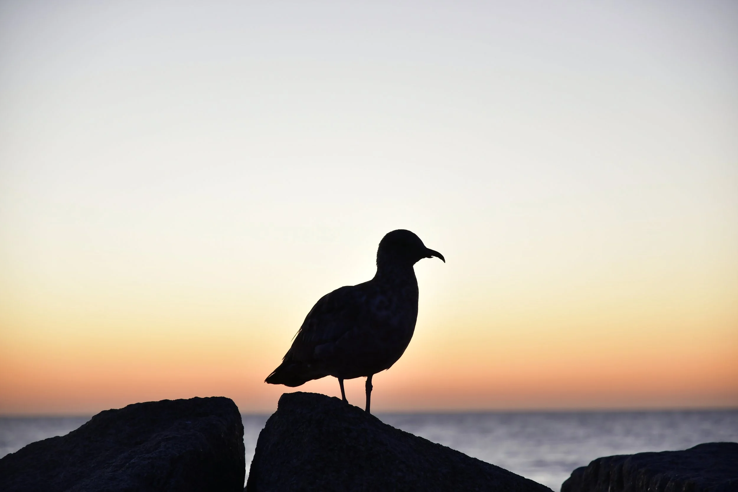 Seagull Silhouette