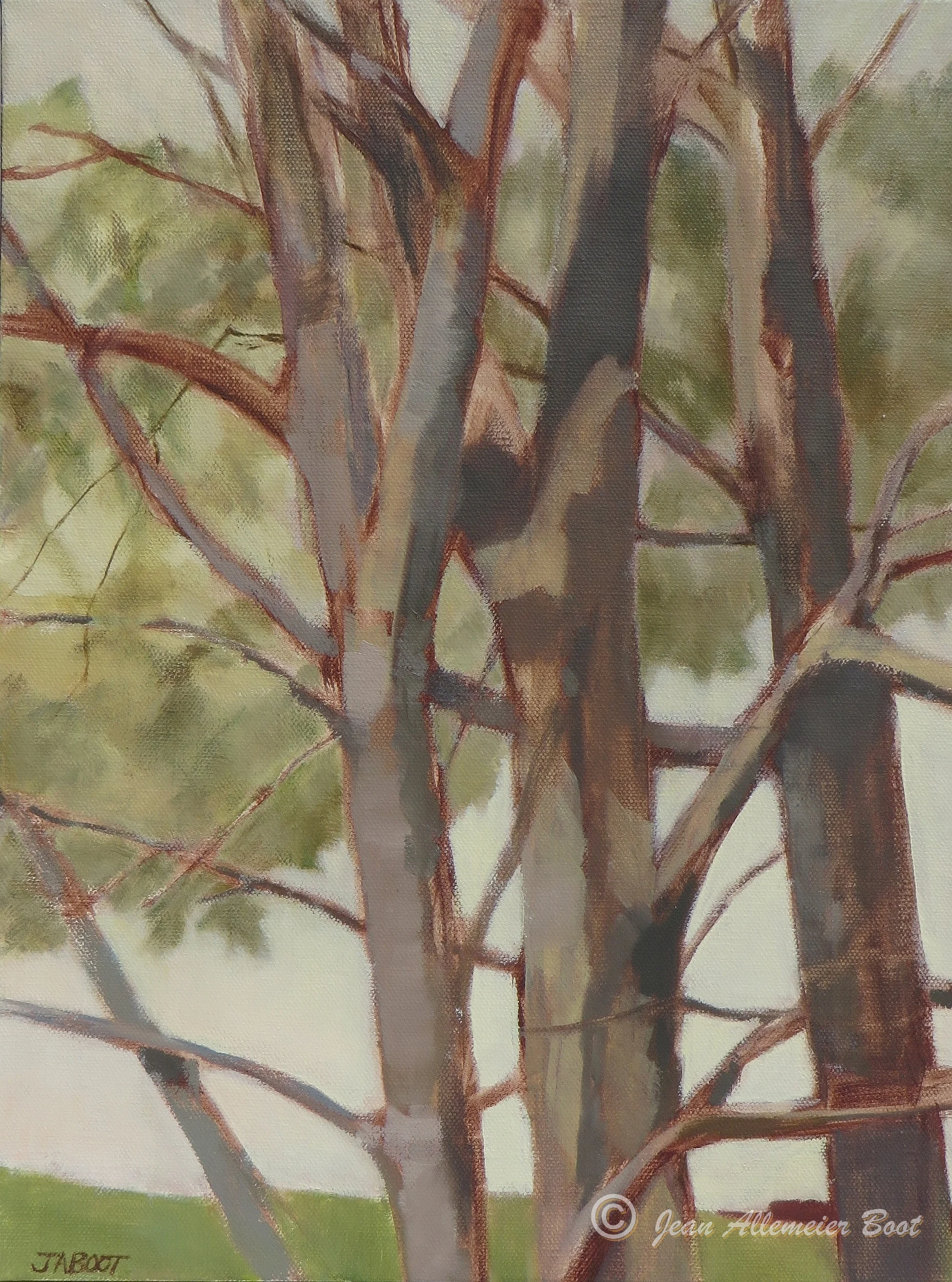 Tree Trunks, Spring