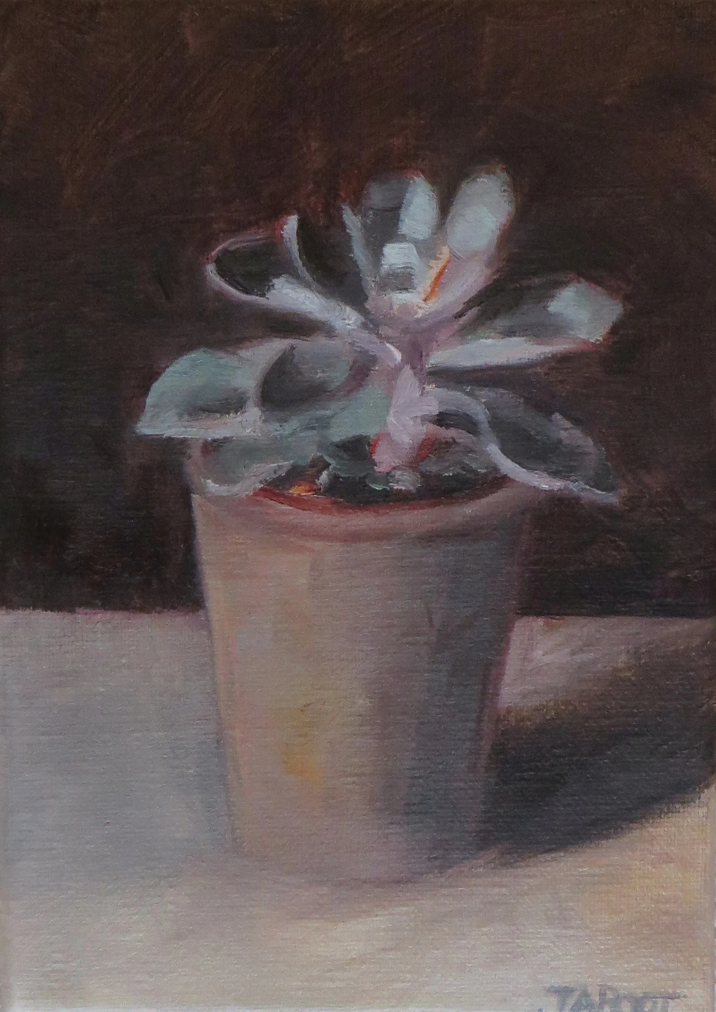 Small Succulent