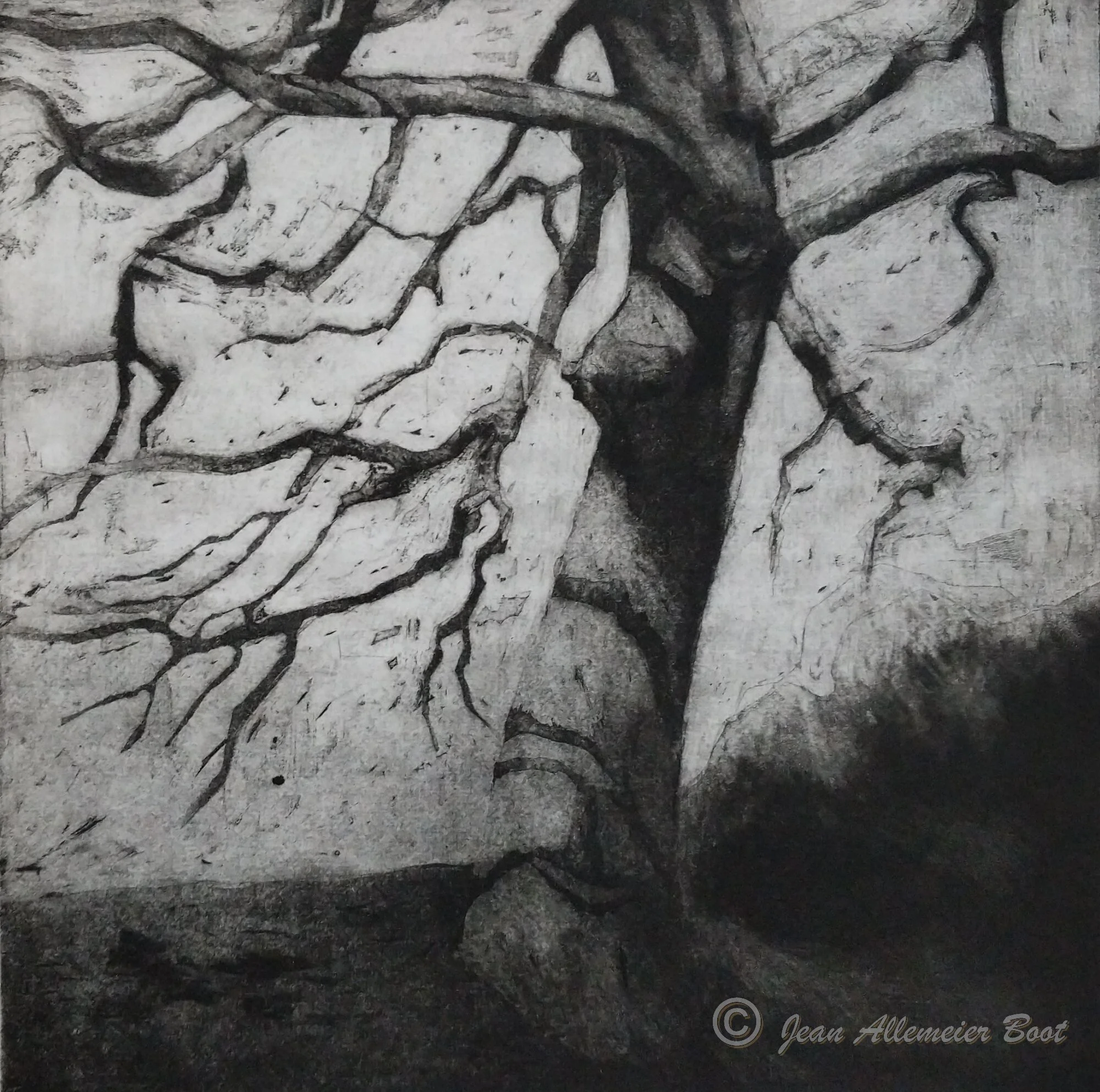 Rectory Park Tree