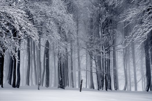 woods in winter.jpeg