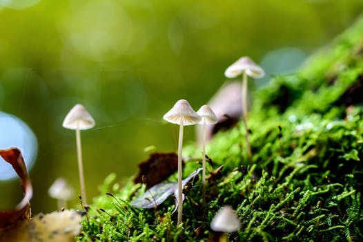 tiny mushrooms and moss.jpeg