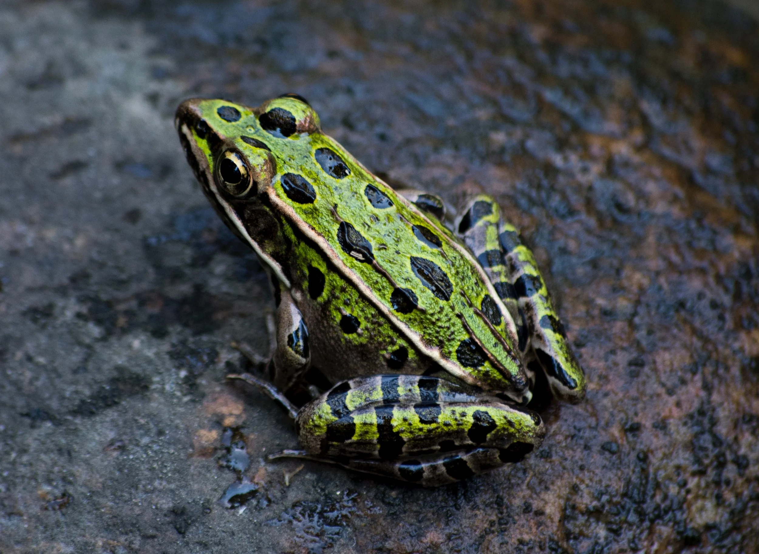 amphibian-animal-close-up-719414.jpg