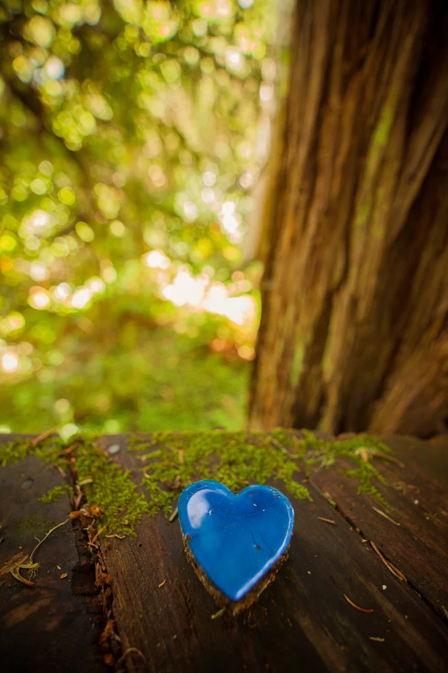 forest love redwoods