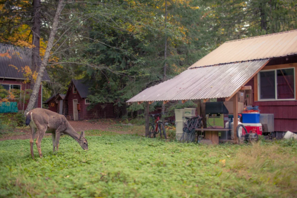 breitenbush hot springs deer 