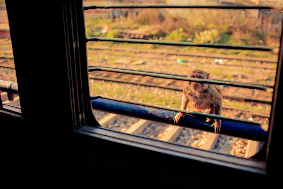 Mischievous Monkey