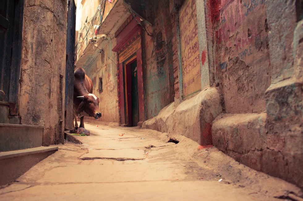 Cow in alley india
