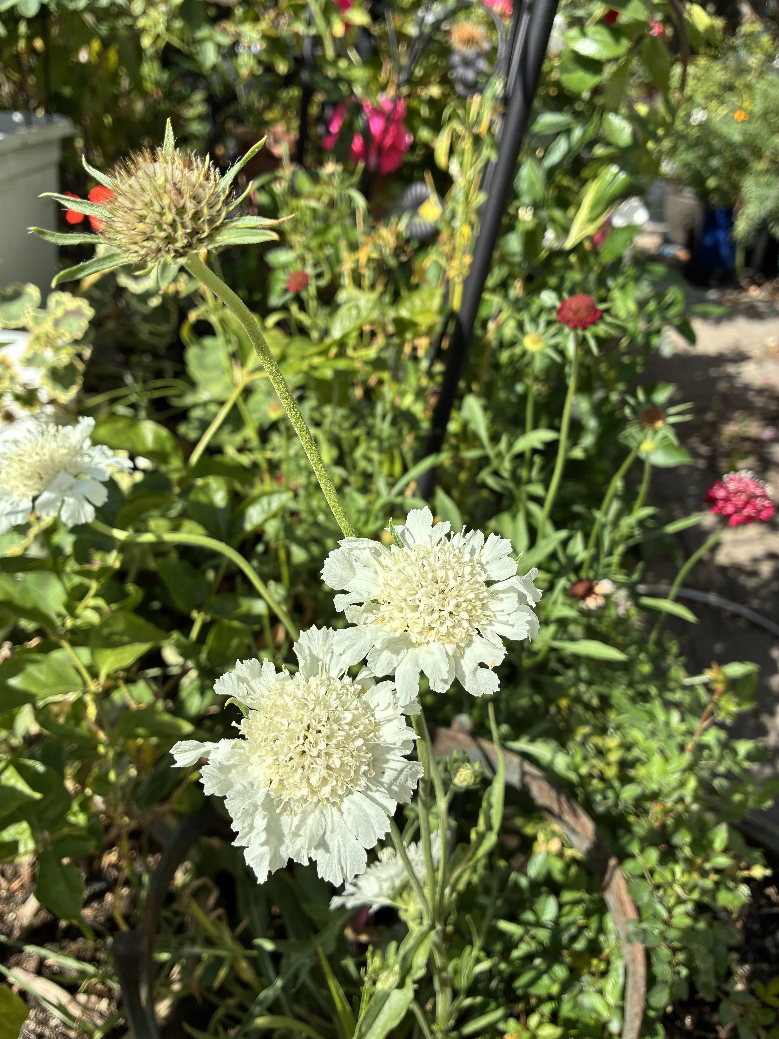 IMG_4479.jpeg