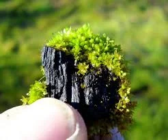 What is Biochar?
