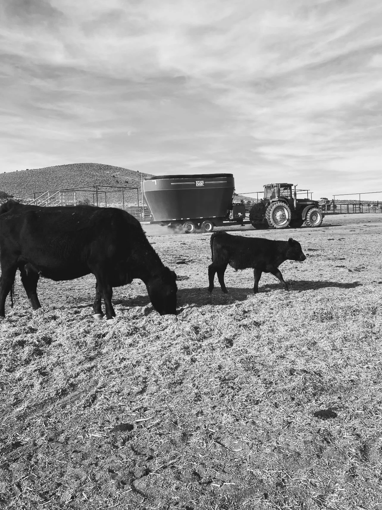 Where did the year go? 

I can&rsquo;t believe it&rsquo;s December.
I can&rsquo;t believe we&rsquo;re back to feeding cows every day.
I can&rsquo;t believe how cute the fall calves are. 🥰