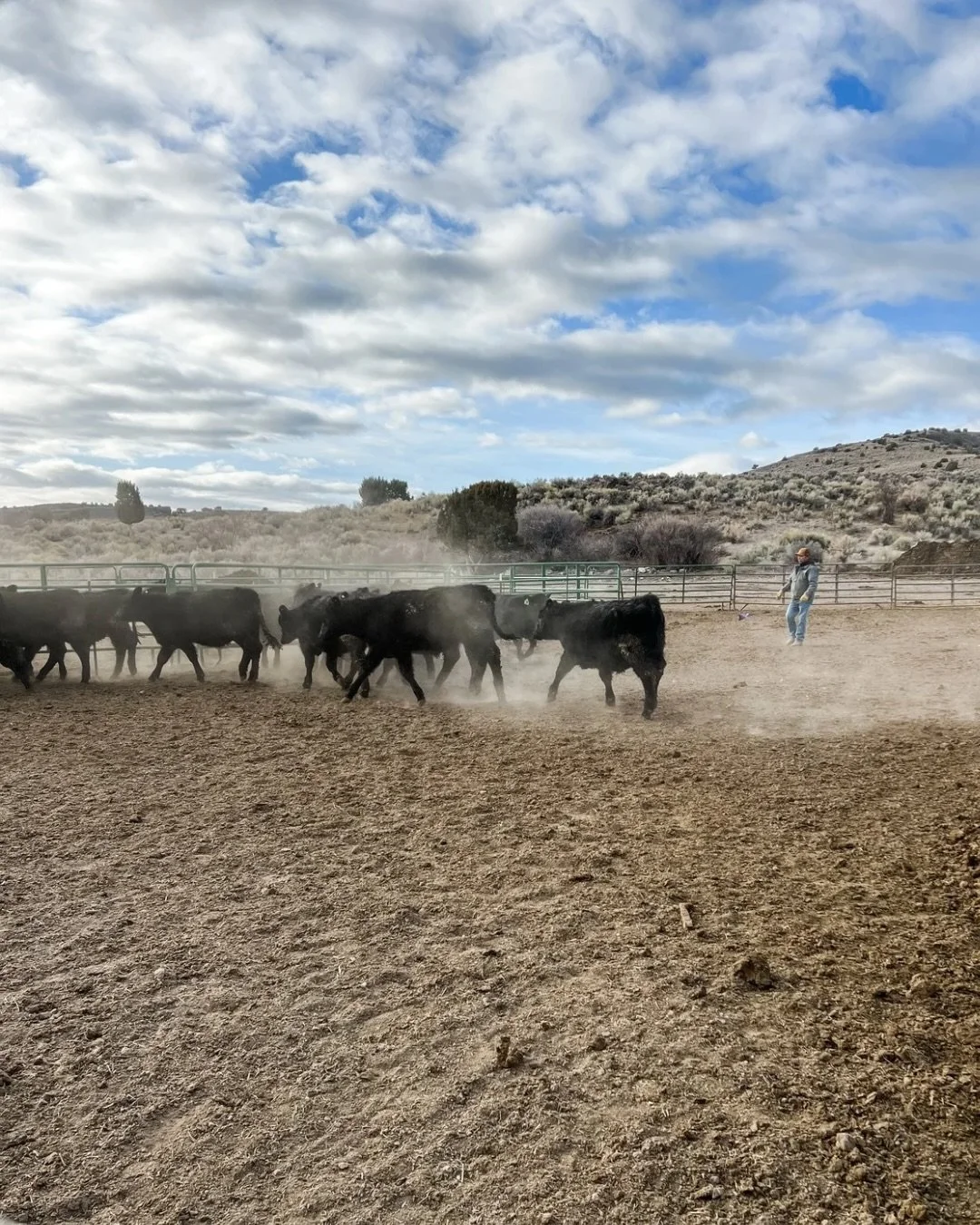 From a simple phone call, to supporting American ag, to data that helps us get better &mdash; this is what today&rsquo;s shipping day looked like. 

Not every Perigo calf ends up as Perigo Beef, and we&rsquo;re grateful to still sell privately to Wal