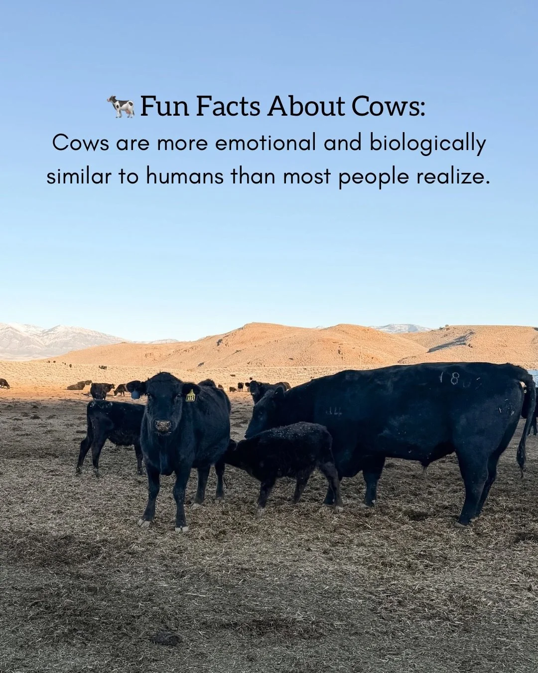 Cows are cool ✌️