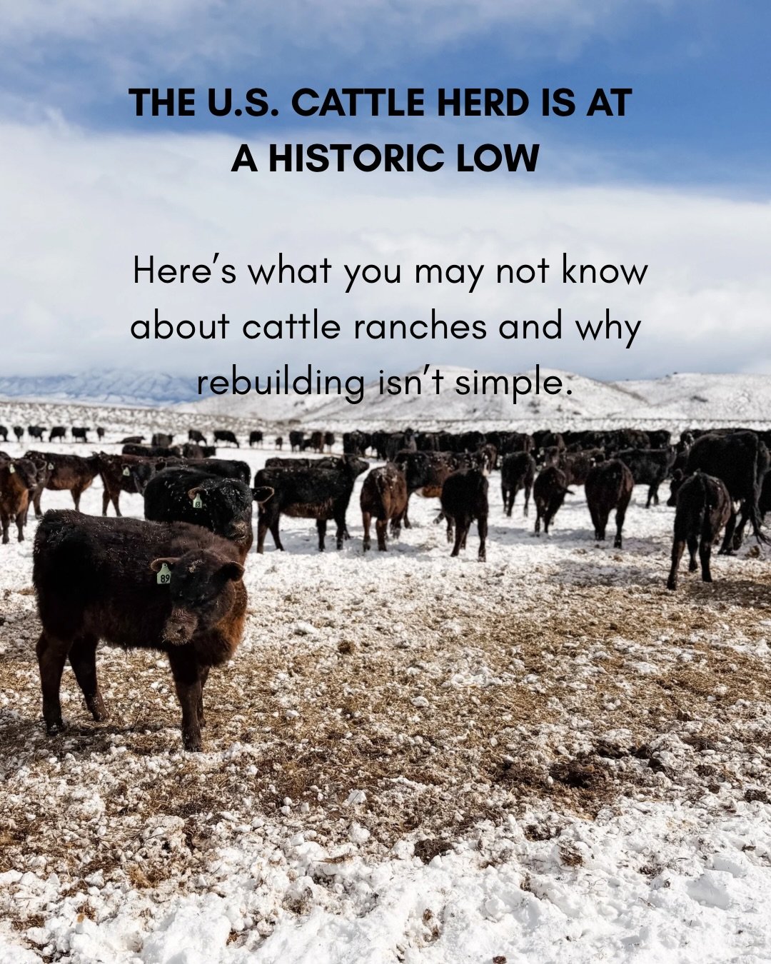 America&rsquo;s cattle herd is at historic lows &mdash; and rebuilding it isn&rsquo;t as simple as &ldquo;stop slaughtering breeding cows.&rdquo;

It takes years, enormous investment, and a willingness to accept risk with no guaranteed outcome.

Most