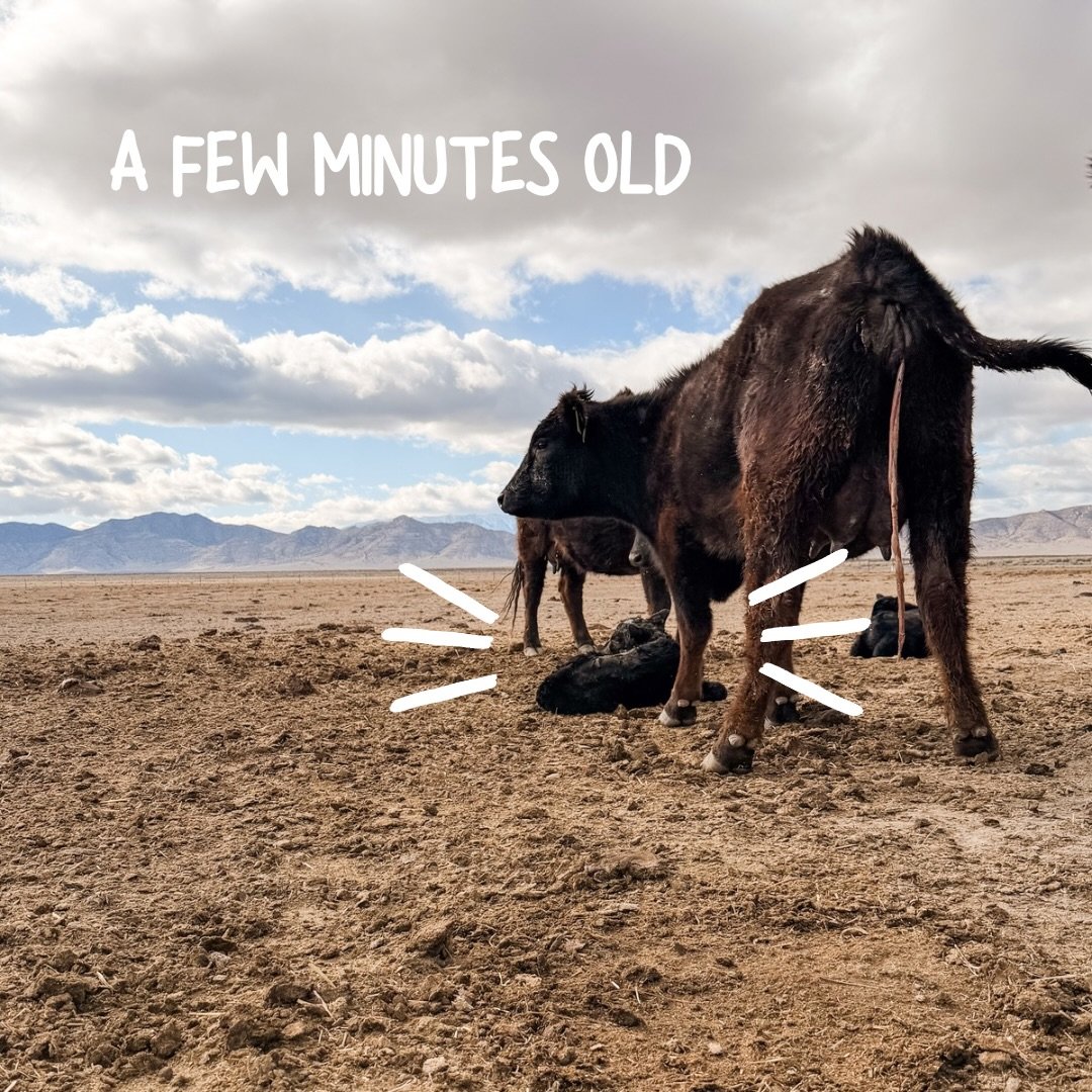 Mama had just given birth when I came across them. The calf was still lying where it landed, catching its breath, and you can see the afterbirth still attached &mdash; totally normal right after calving.

Within the next hour this little one will usu