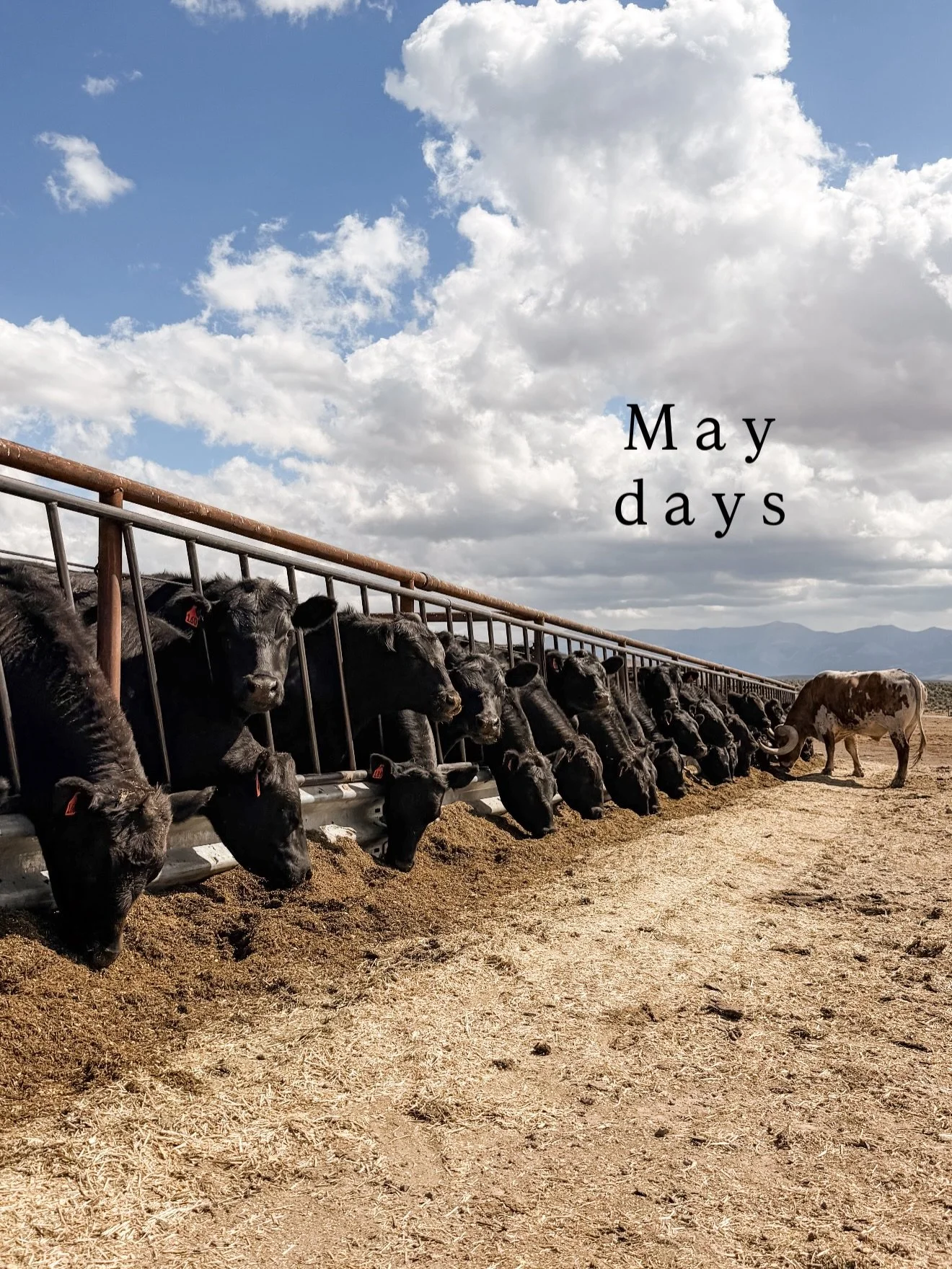 We made it through the busiest month of the year!

From getting all the cows prepped and out to pasture to branding calves - and throw in beef deliveries, a wedding, a film crew visit, irrigating, and welcoming new cows to the jolly ranch&mdash; it w