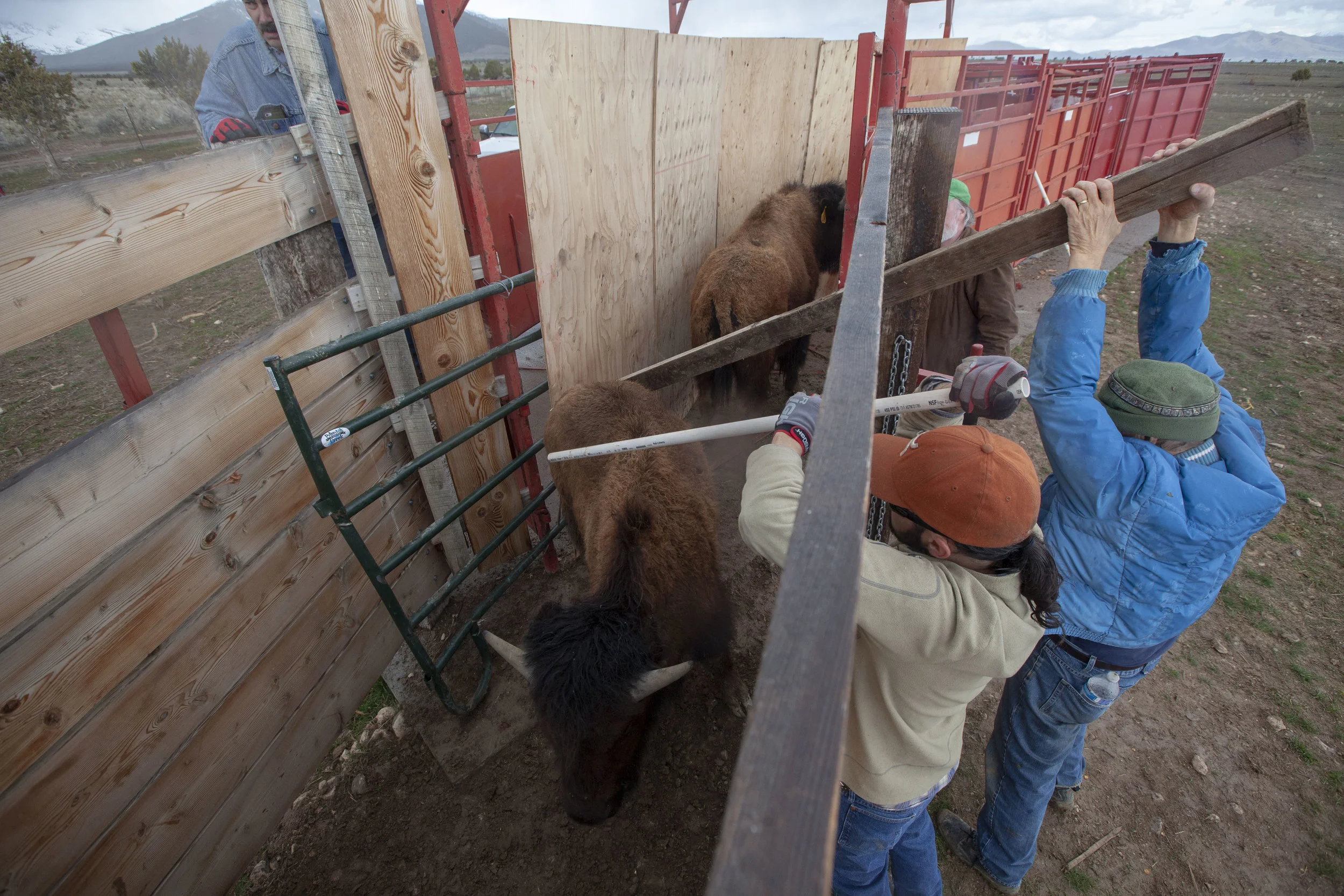 Volunteers poke bison with a two by four and PVC pipes to urge them through a chute