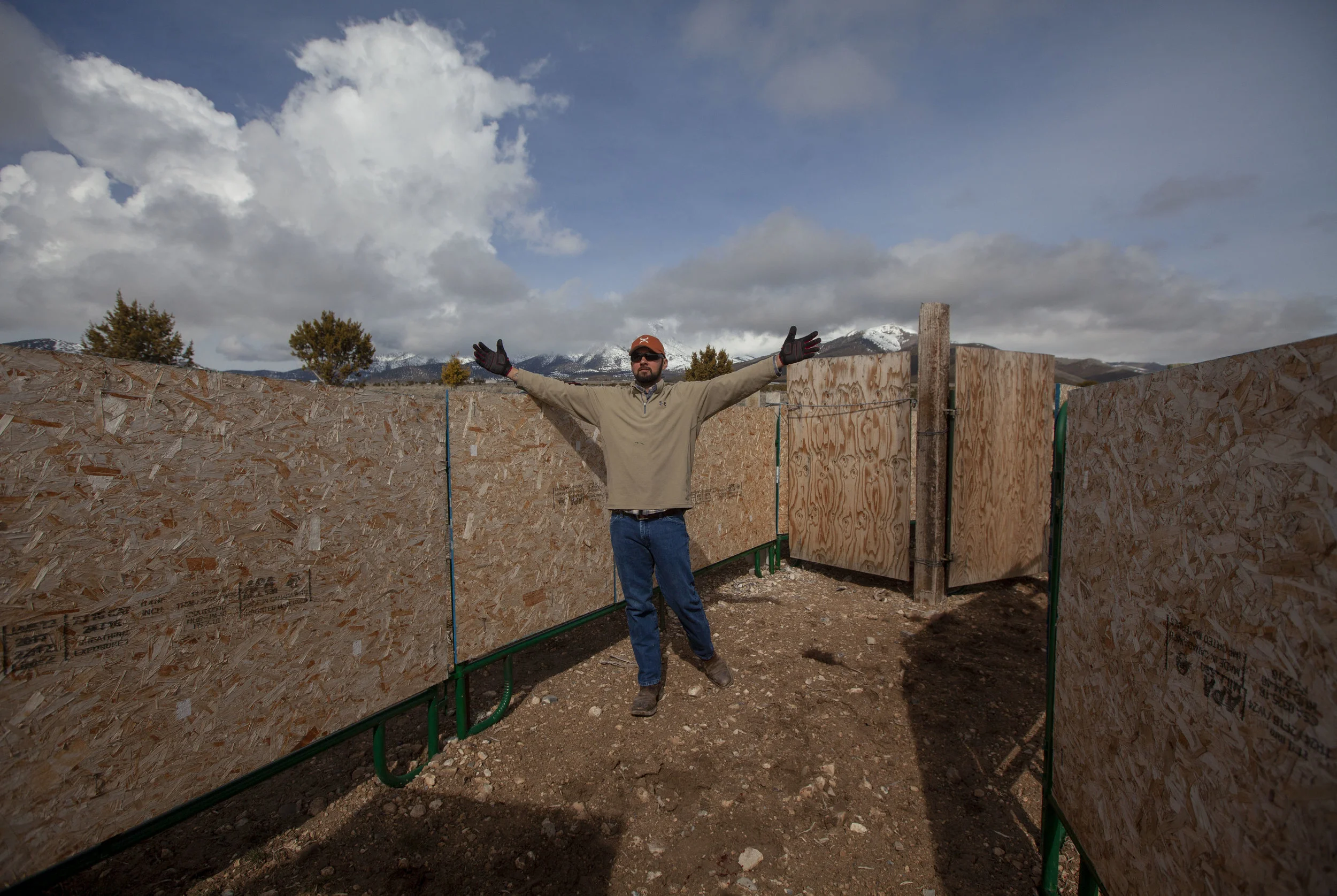Volunteer Steven Artalejo yells "come give me a hug" to stubborn bison refusing to walk through a chute