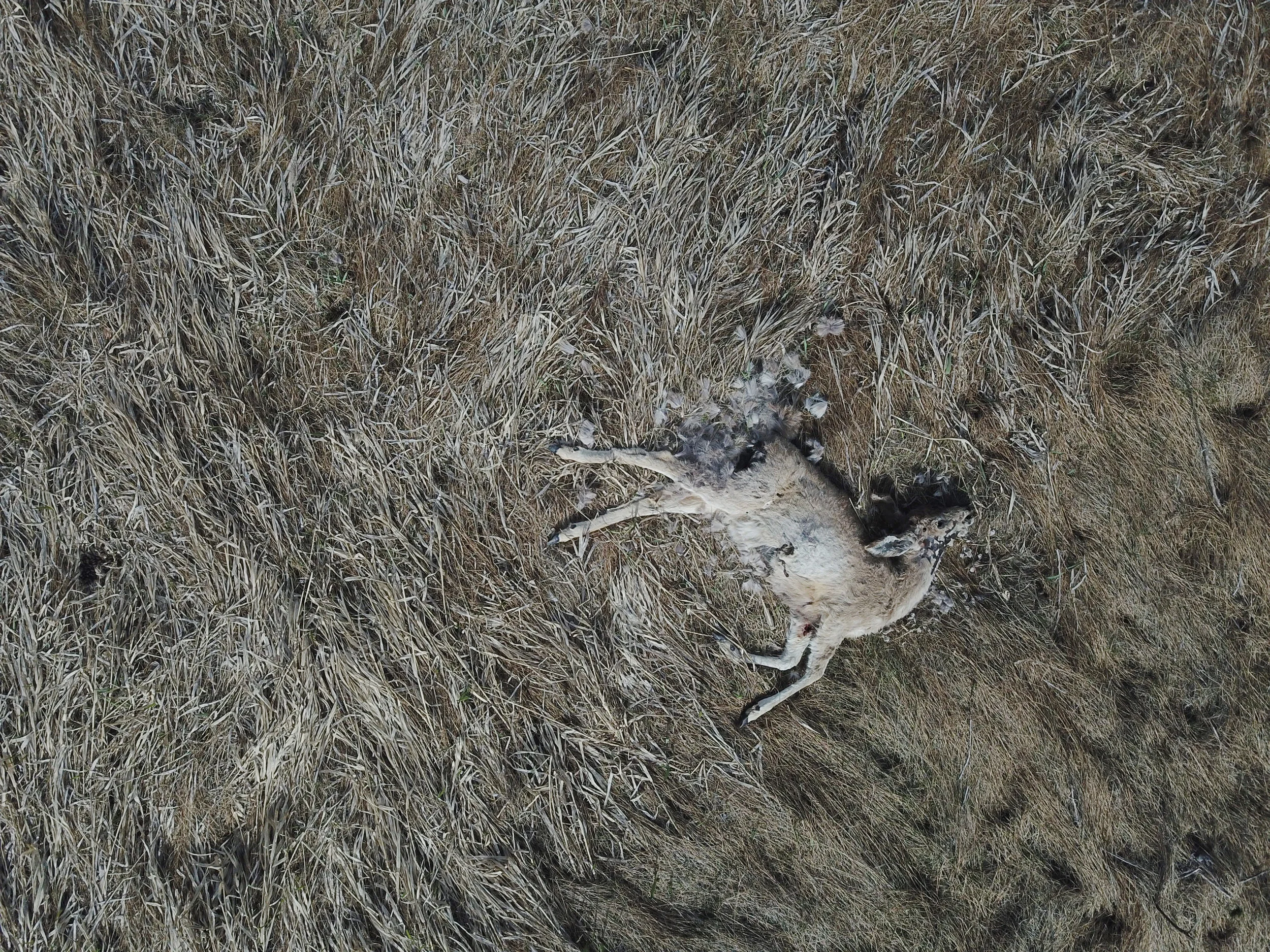 drone deer.jpg