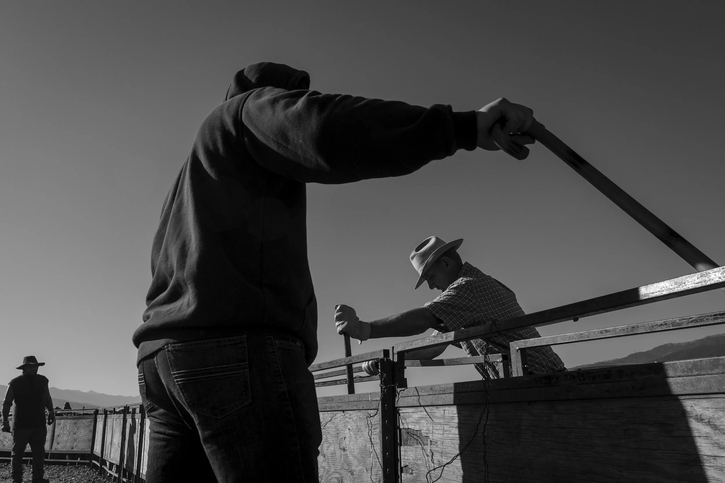 Sheep roundup_03.JPG