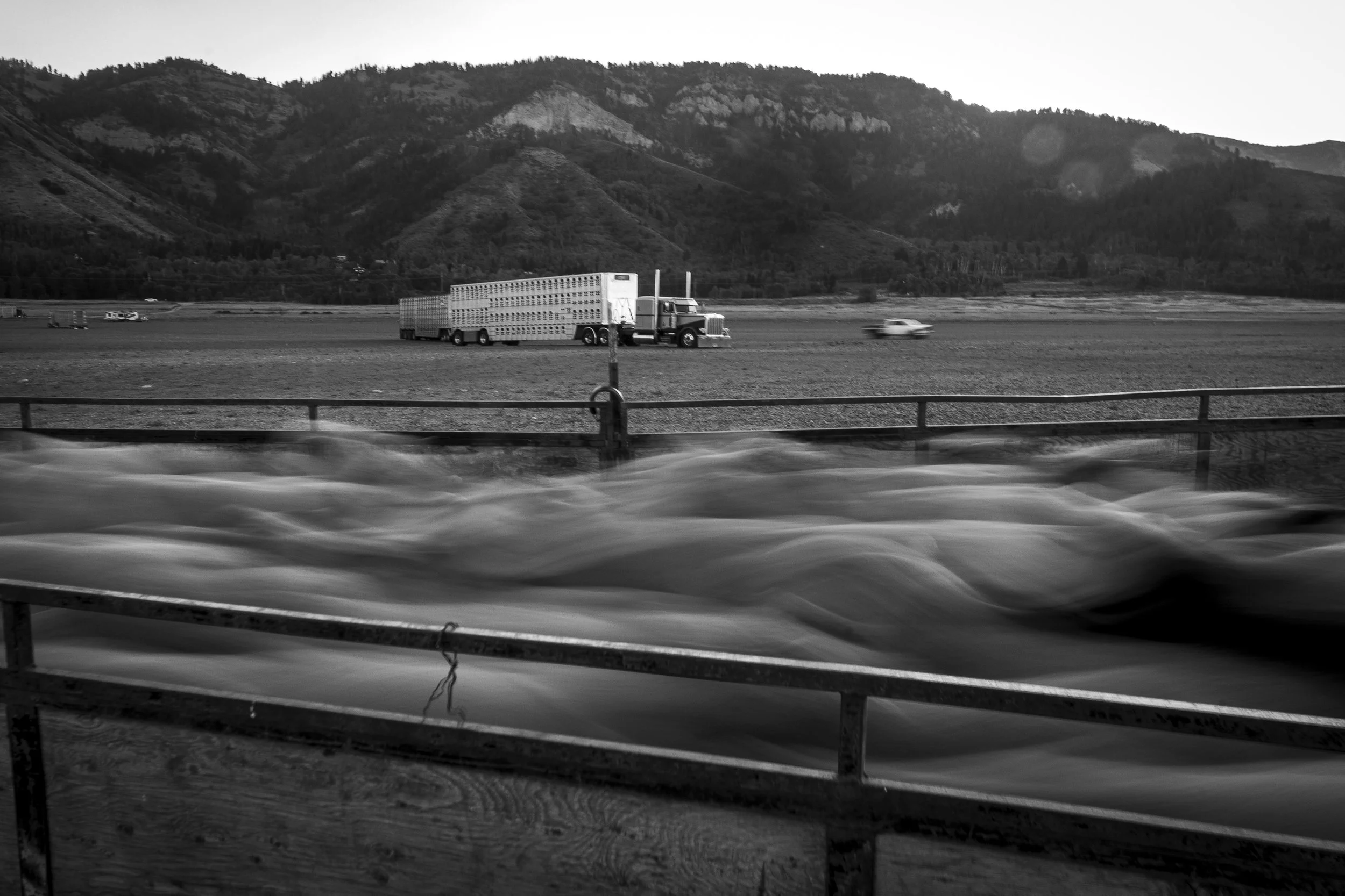 Sheep roundup_06.JPG