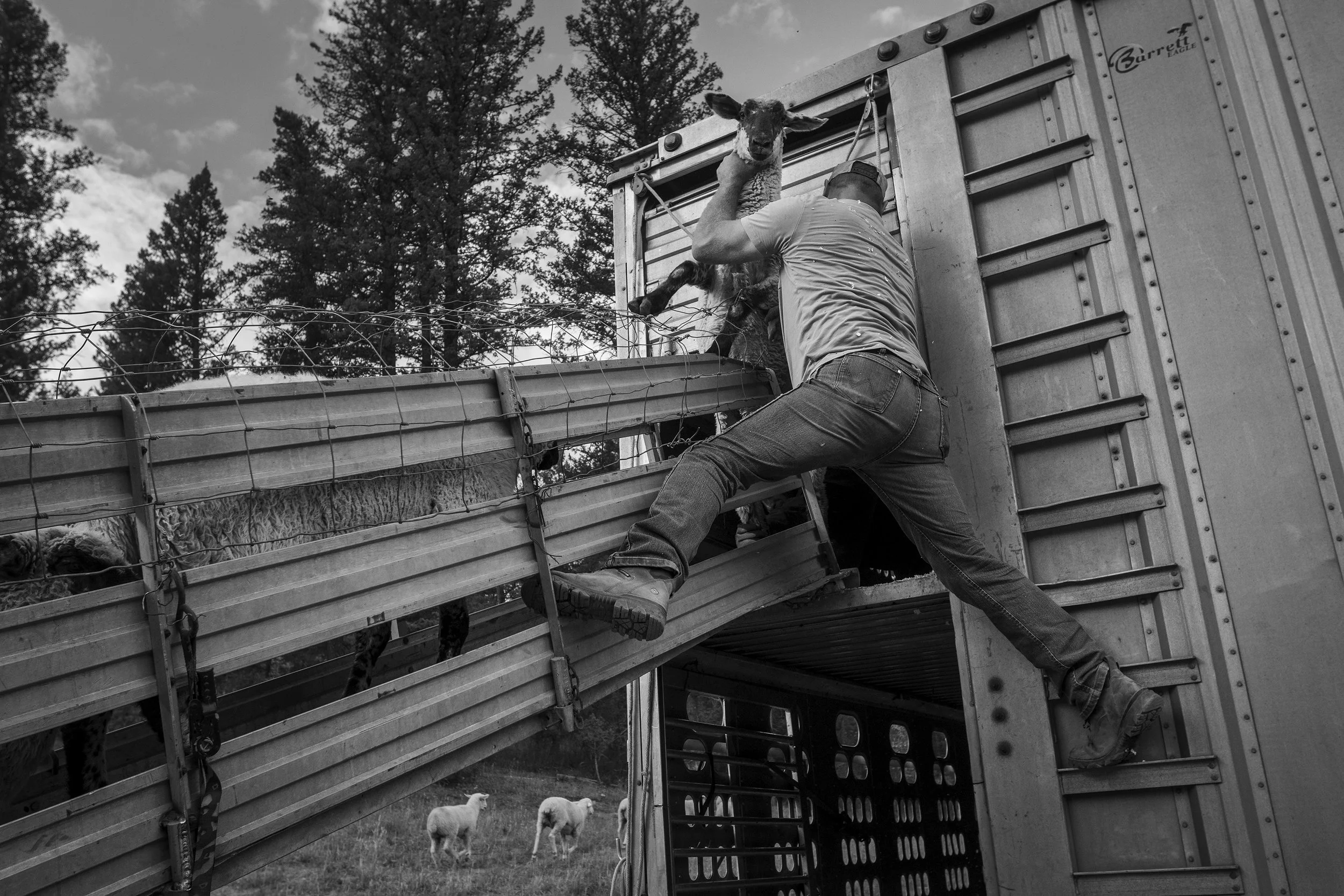 Sheep roundup_07.JPG