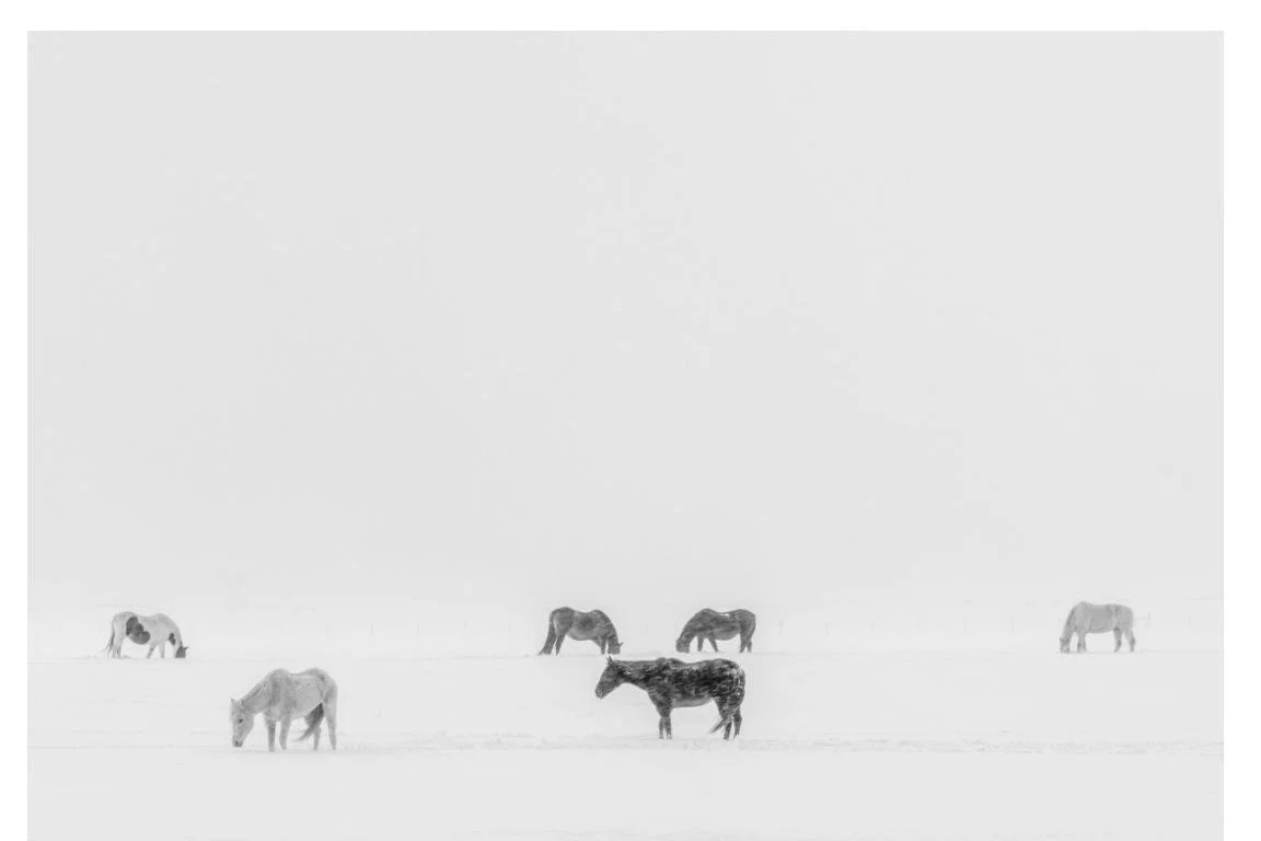 Mild winter by Natalie Behring  (8).jpg