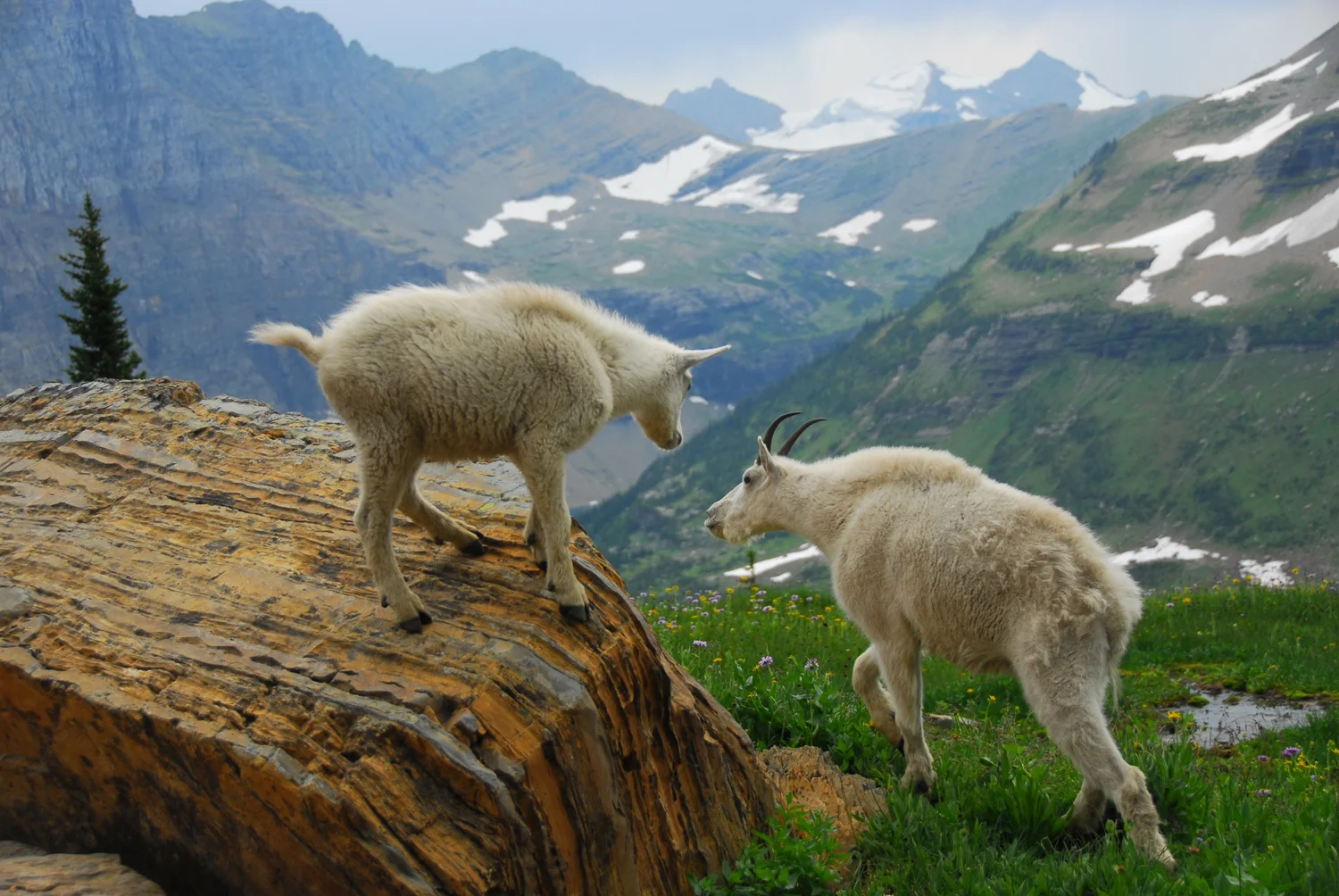 Glacier National Park5268.jpg