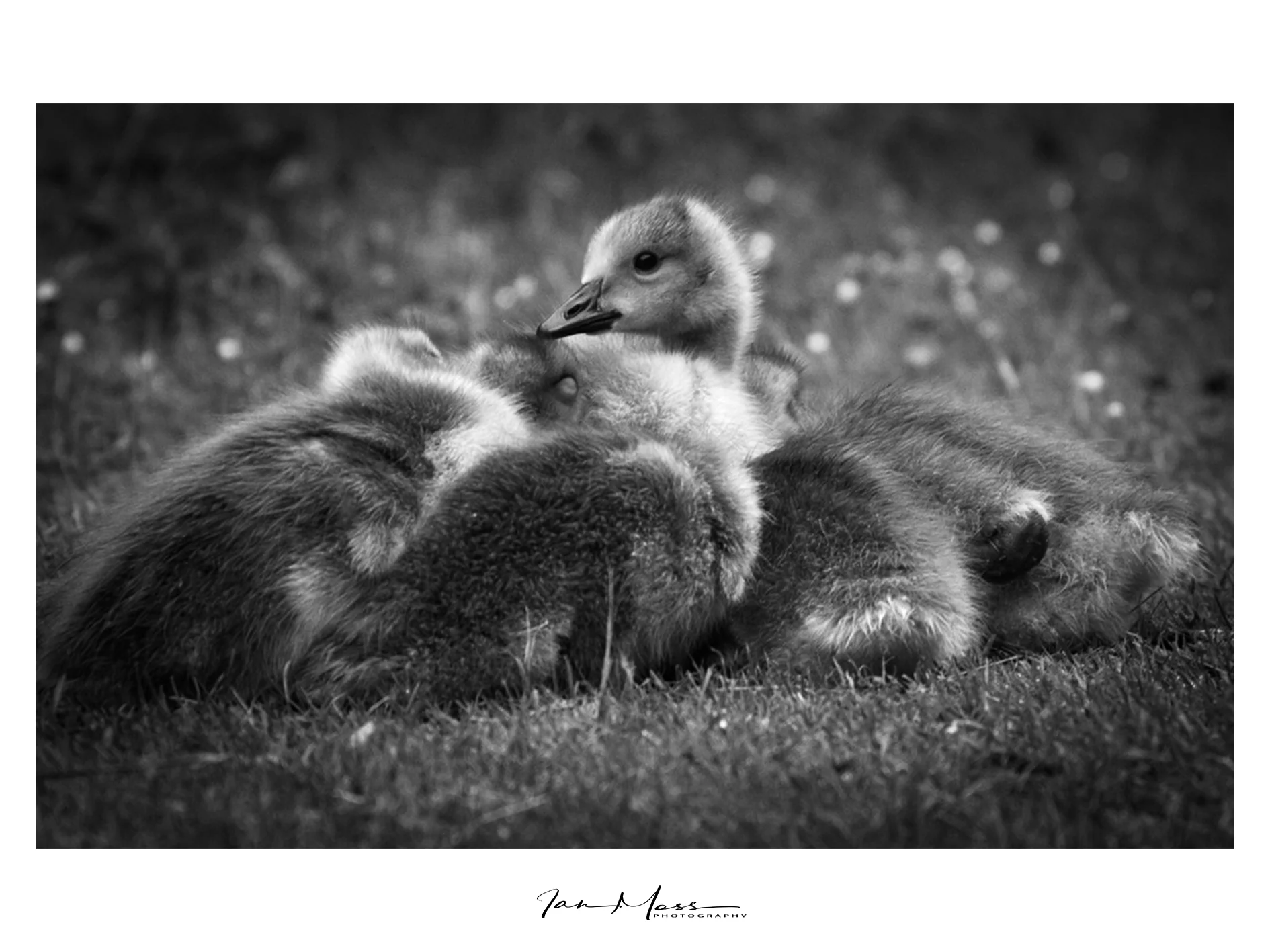 Canada Goslings