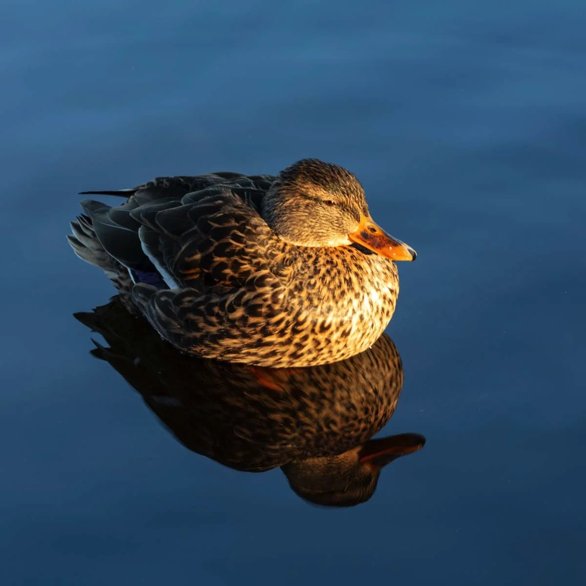 Mallard - Female