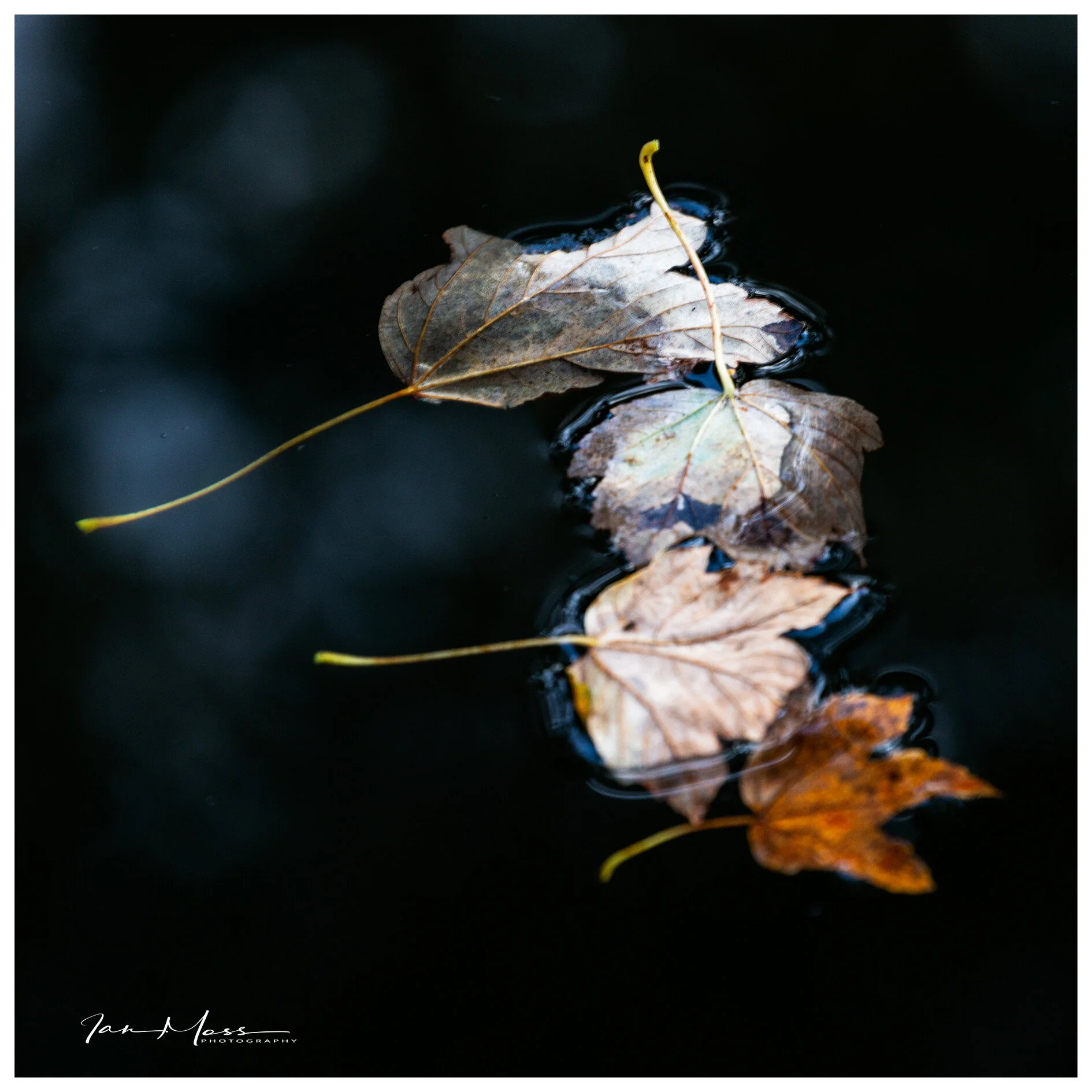 30102019 - Brum Canals-14.jpg