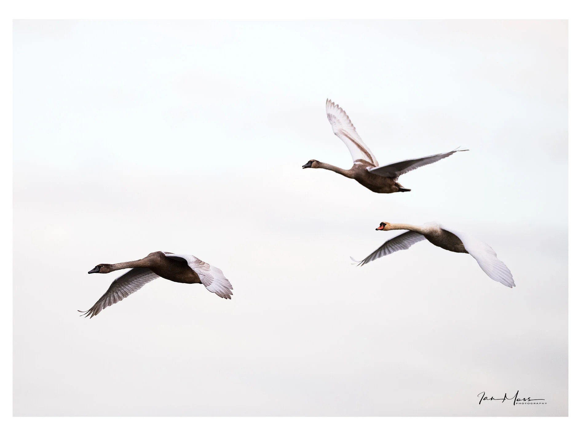 20102019 - Blacktoft Sands-01.jpg