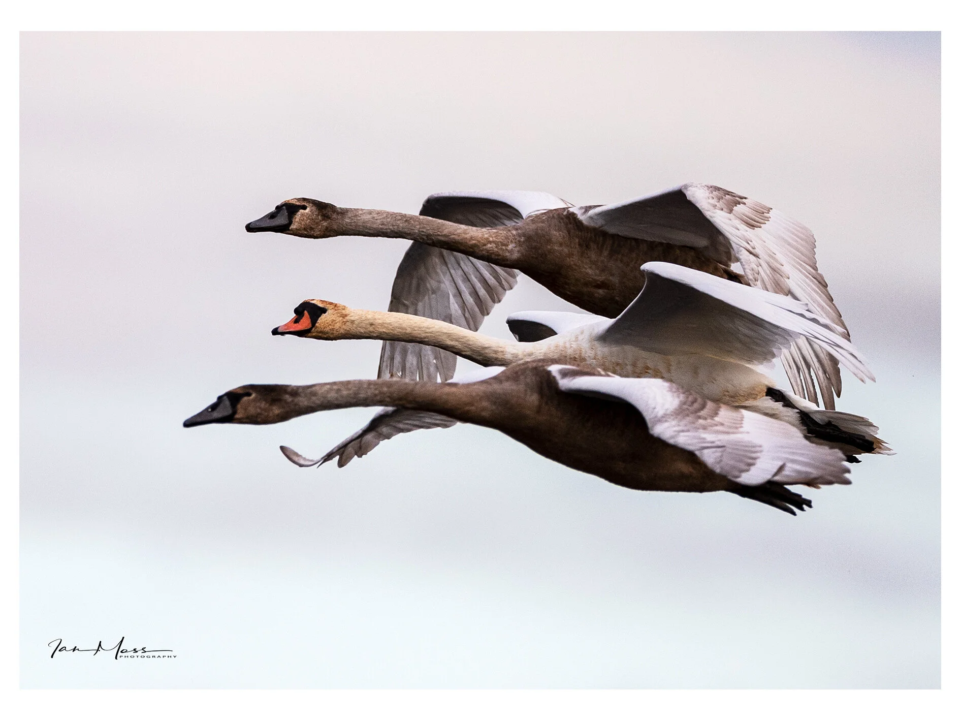 20102019 - Blacktoft Sands-03.jpg