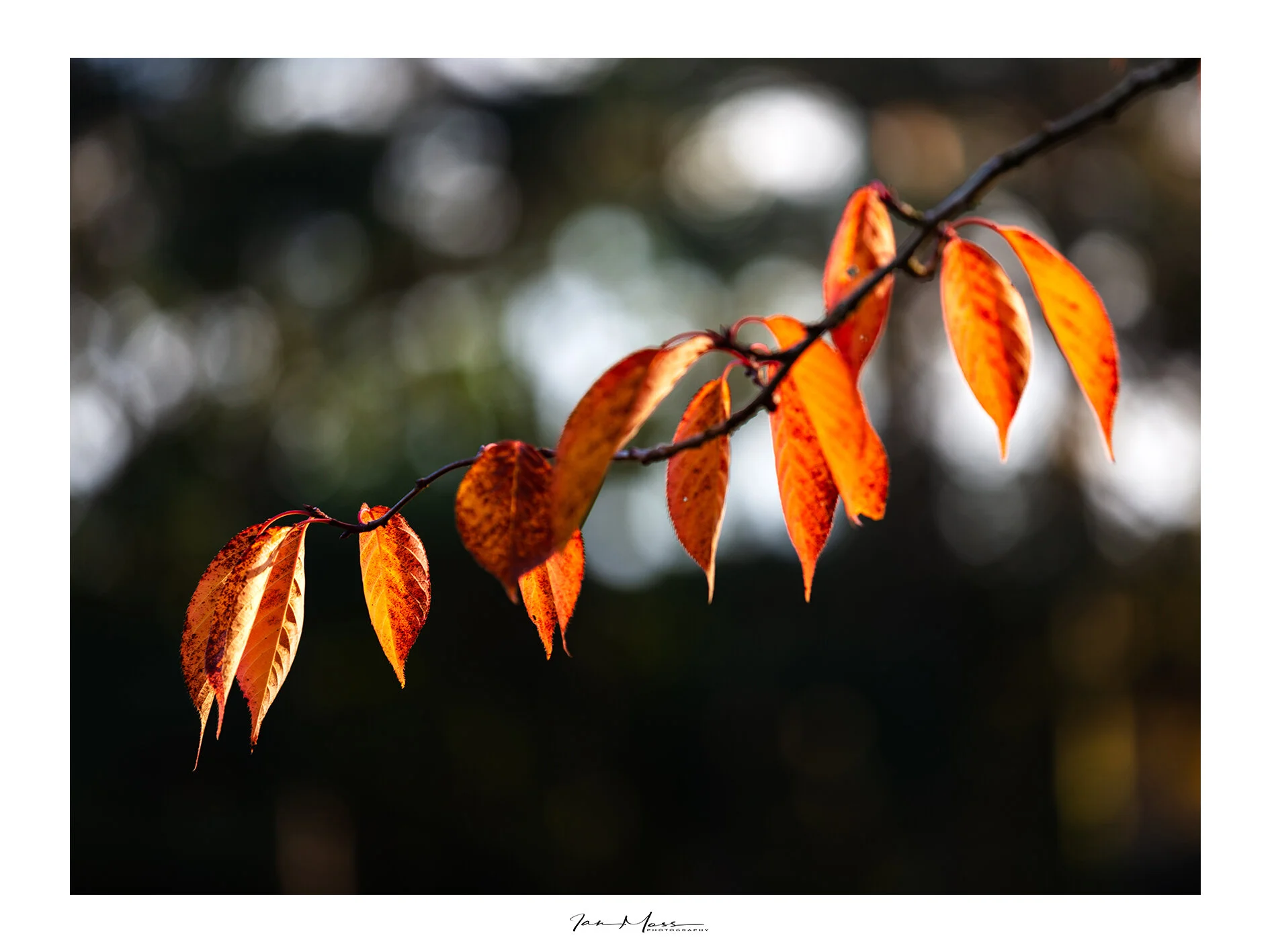 Autumn Scenes Norfolk -2.jpg