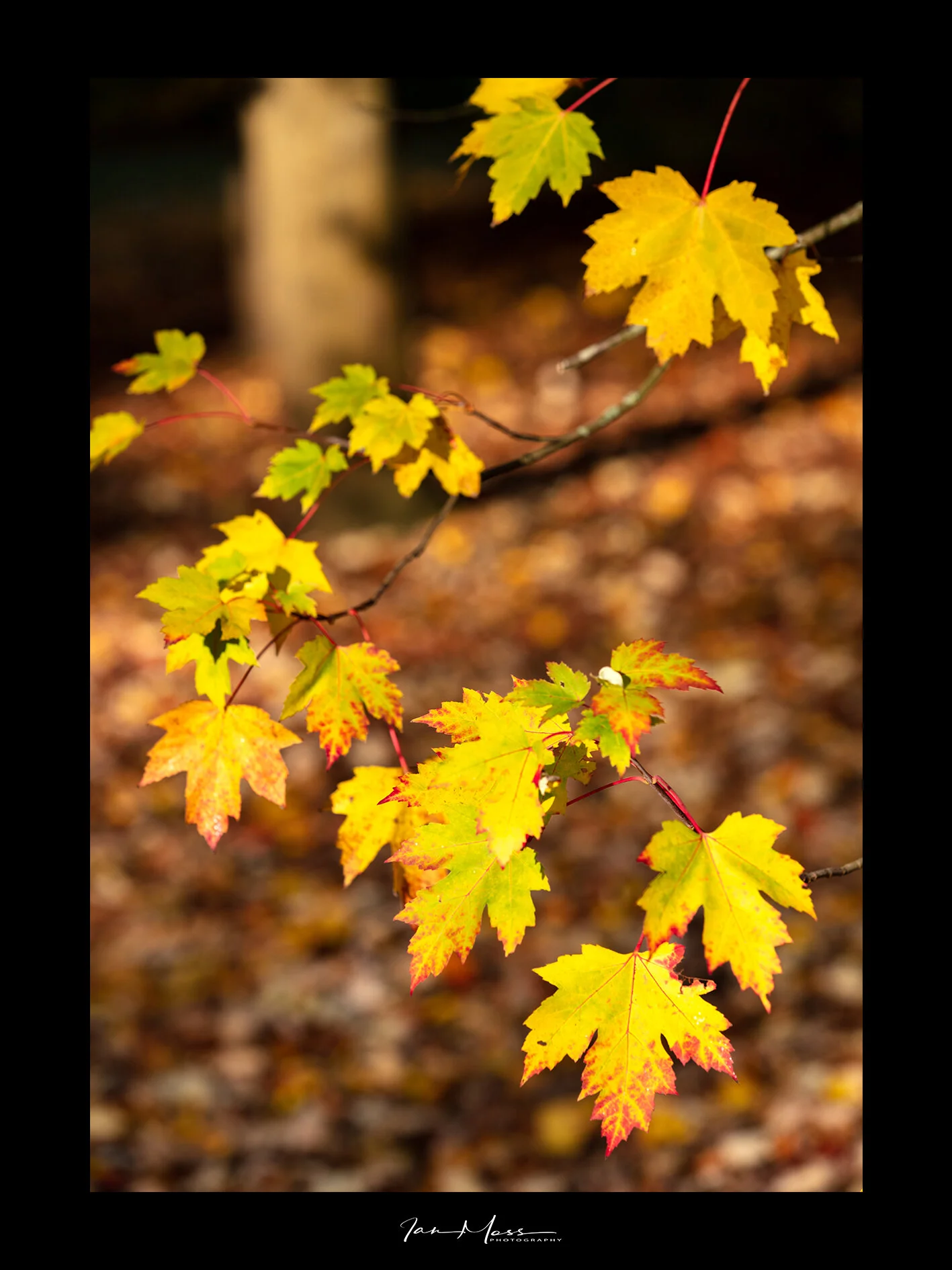 Autumn Scenes Norfolk -3.jpg