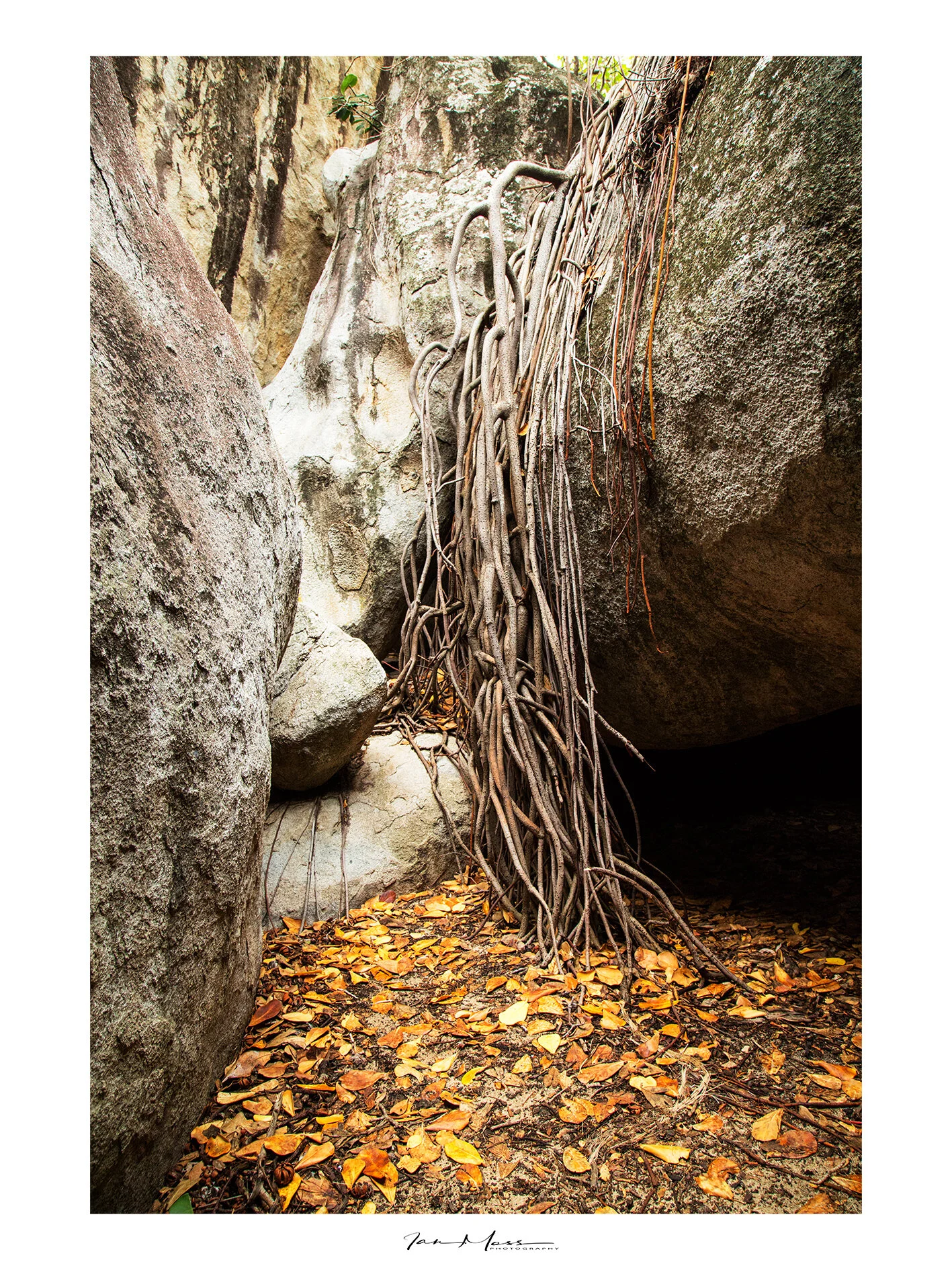 BVI - Rasta Roots.jpg