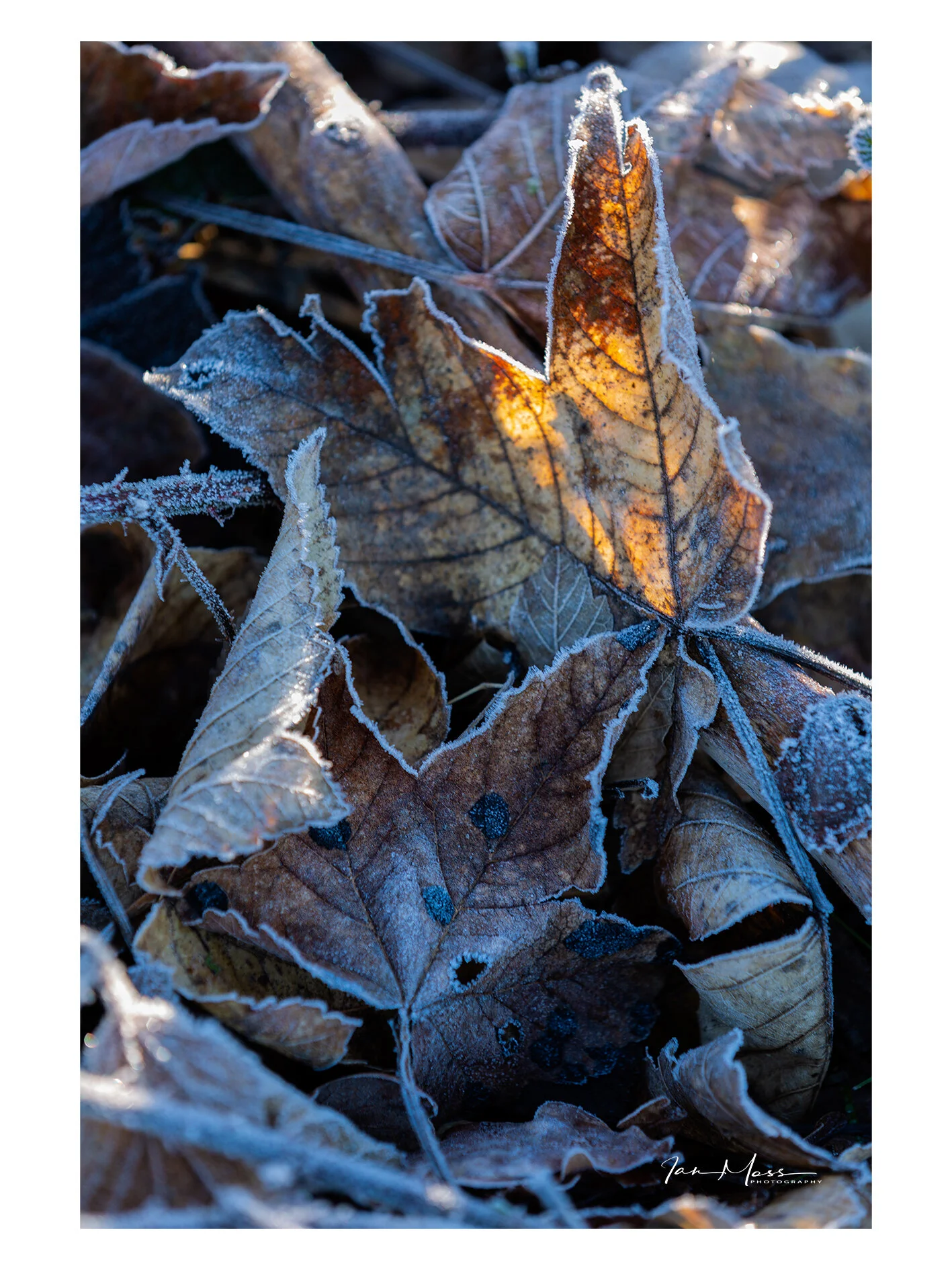 23012019 - Clumber-2.jpg