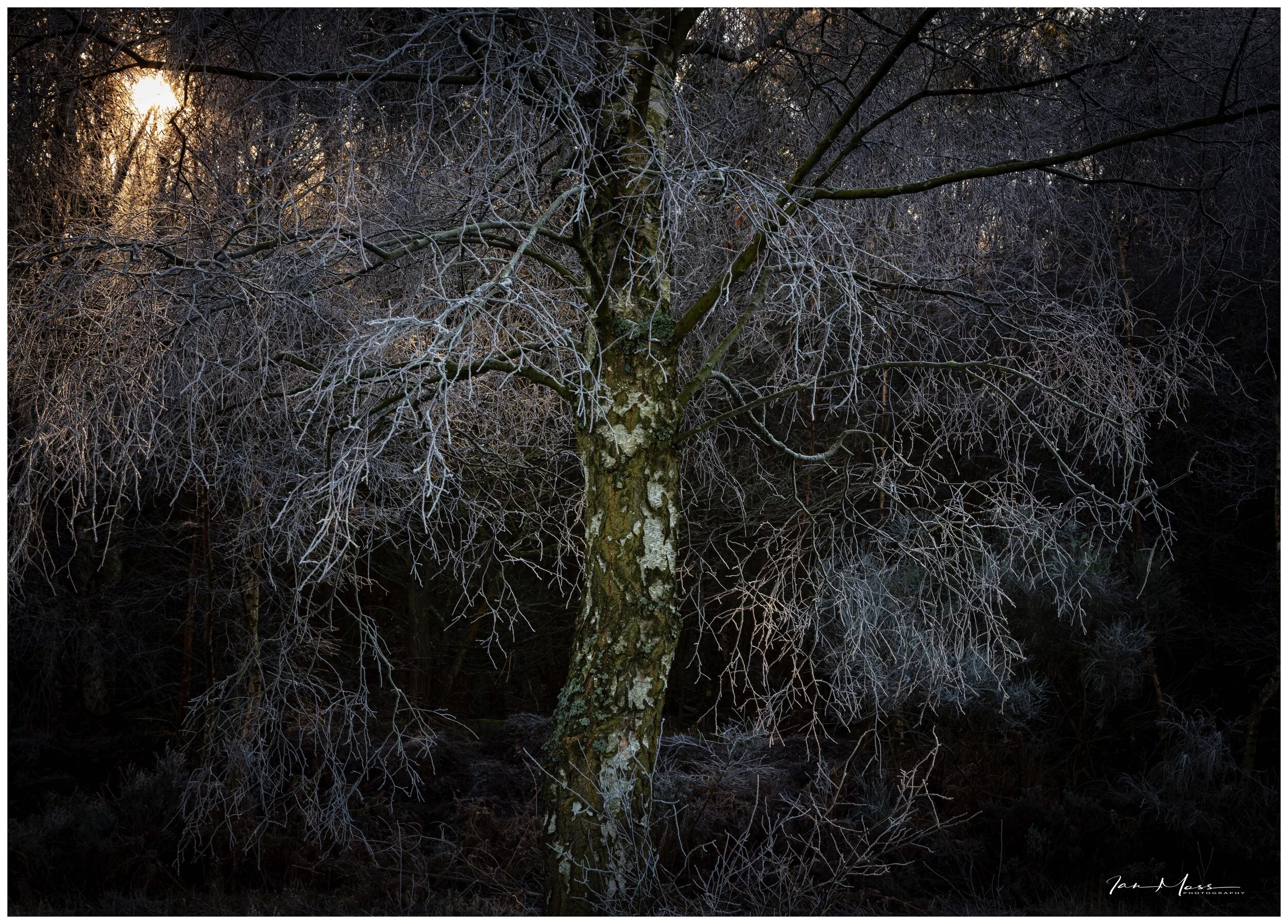 Rays of Warming Winter Sun