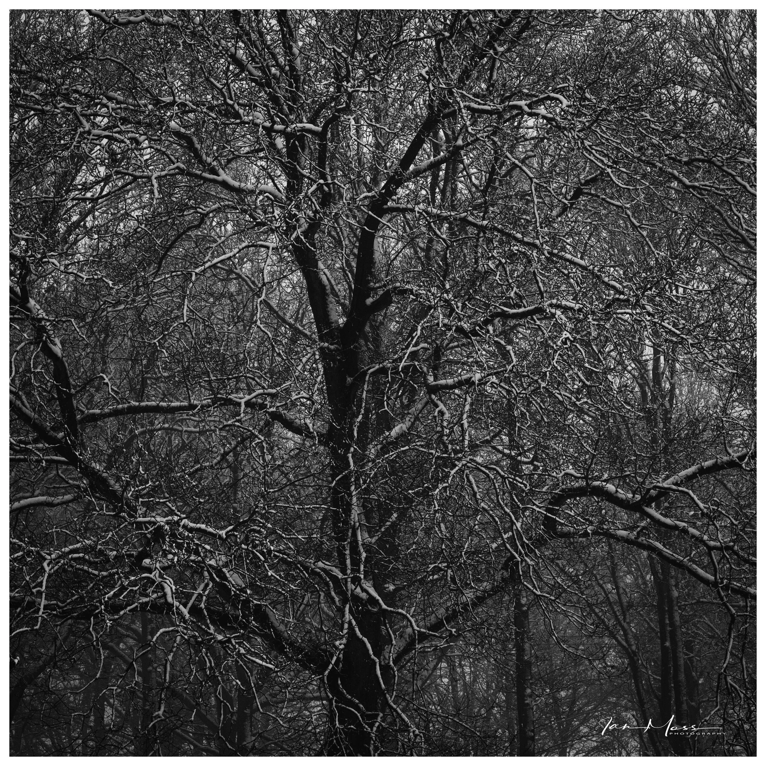 No Space For Old Soldiers