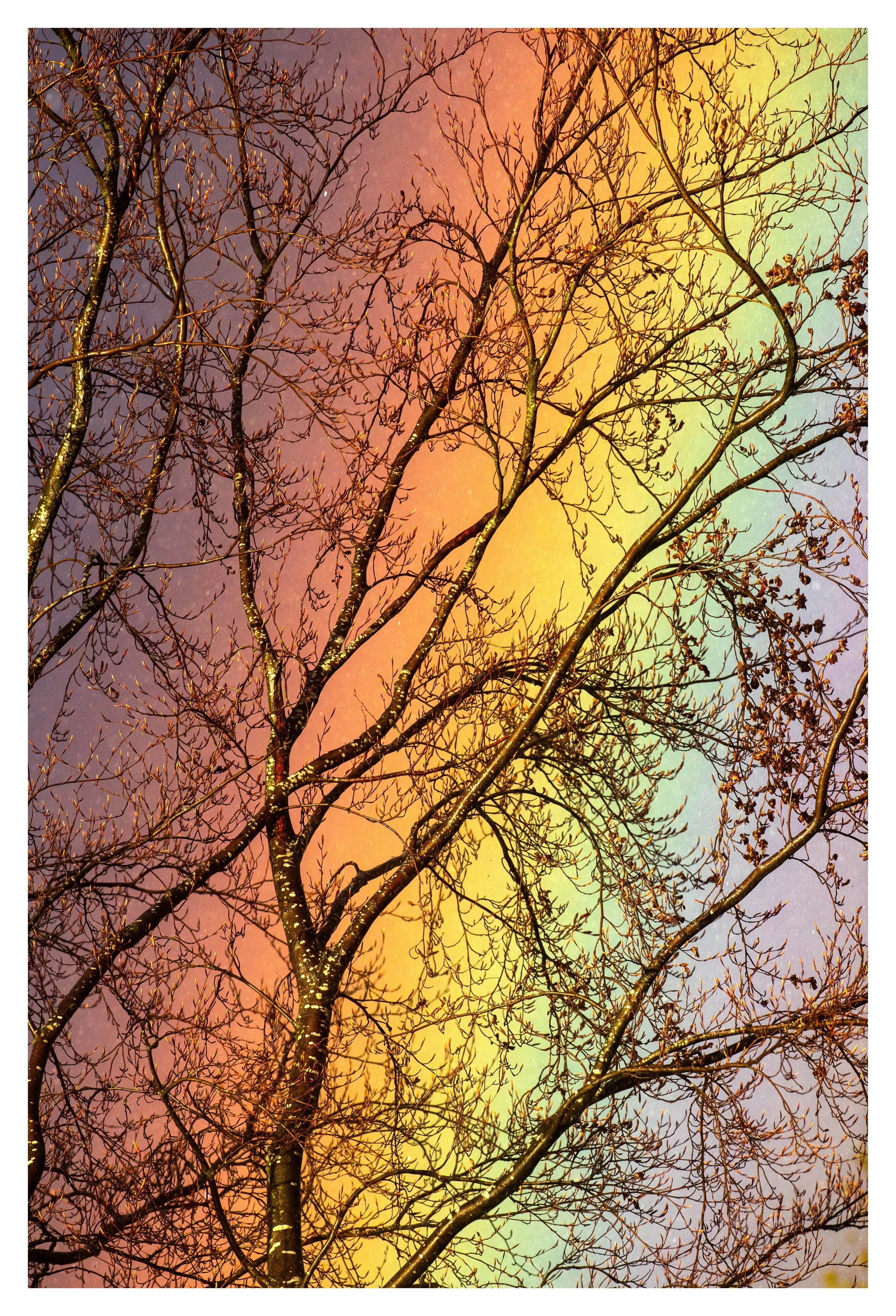 Rainbow Tree