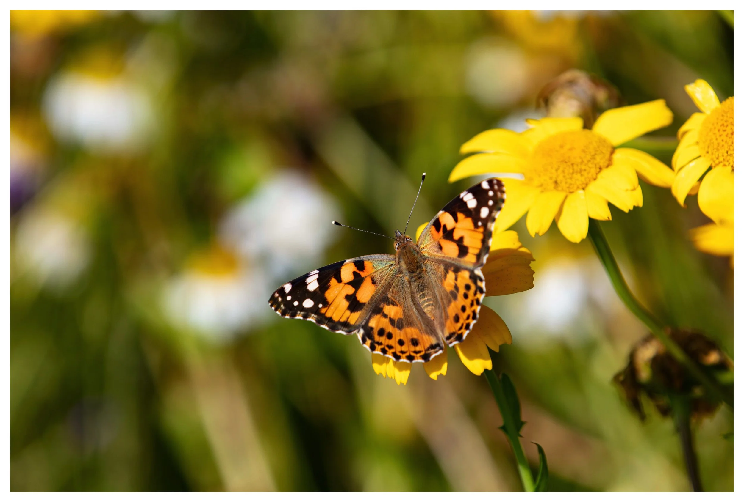 So Much to do..... So little time...